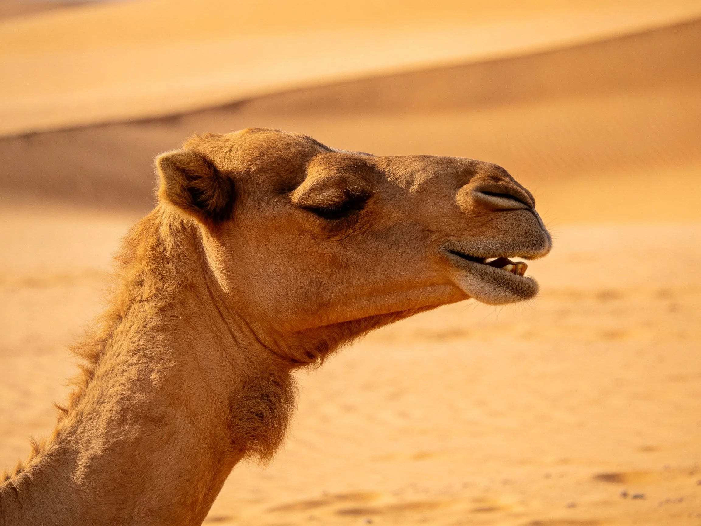 A tan camel resting near golden desert sand dunes
