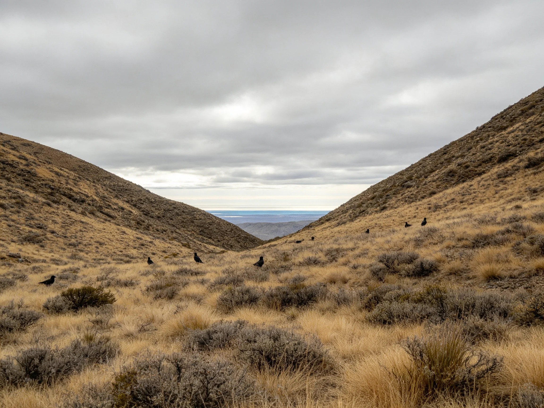 A valley between brown hills with dark birds and overcast sky