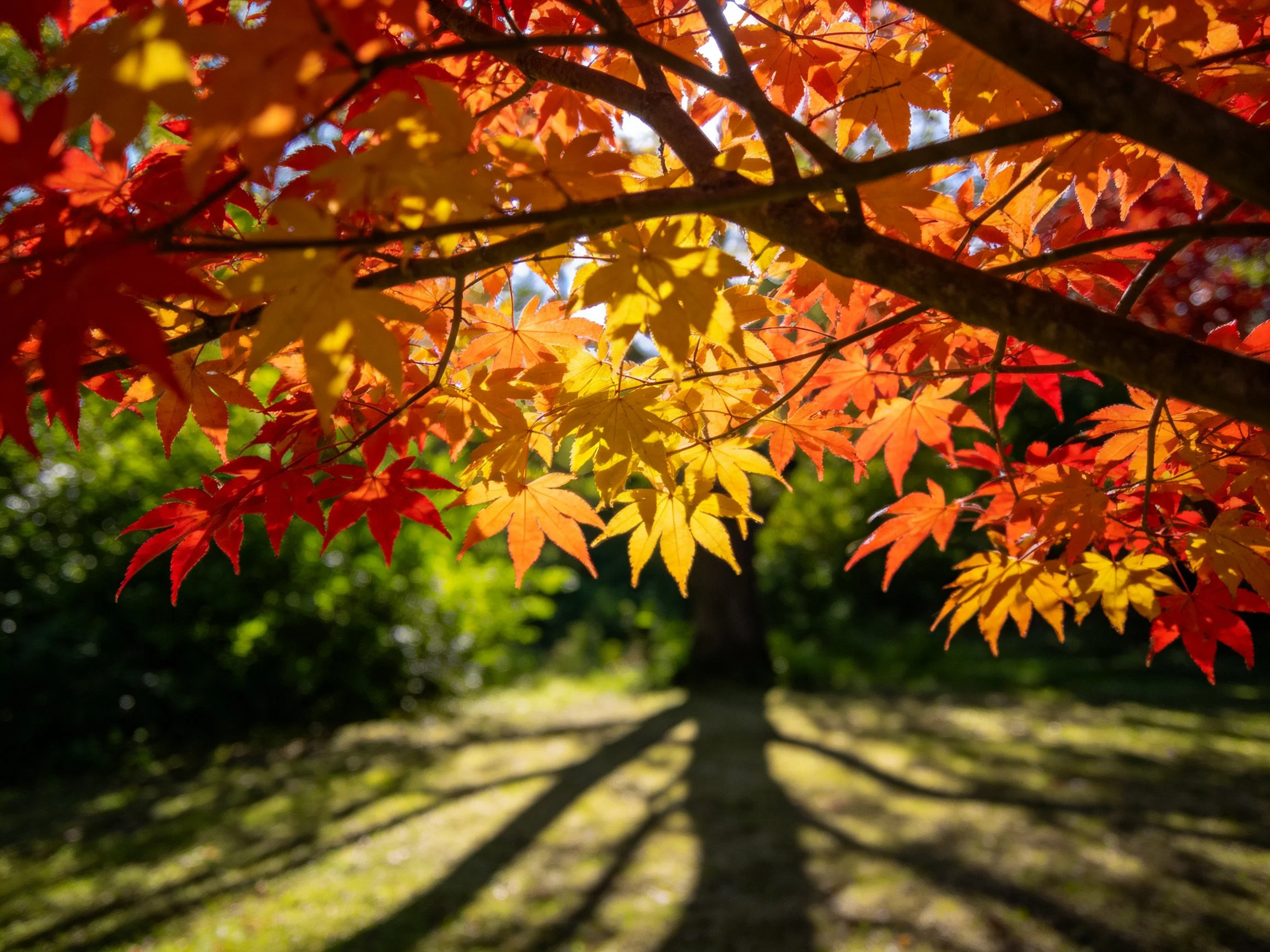 A vibrant autumn maple tree with multicolored foliage and sunlit shadows