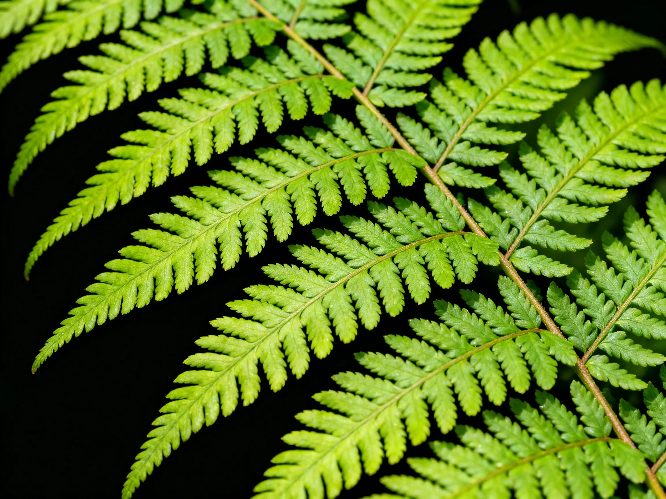 A vibrant green fern with intricate leaf patterns and bright natural lighting
