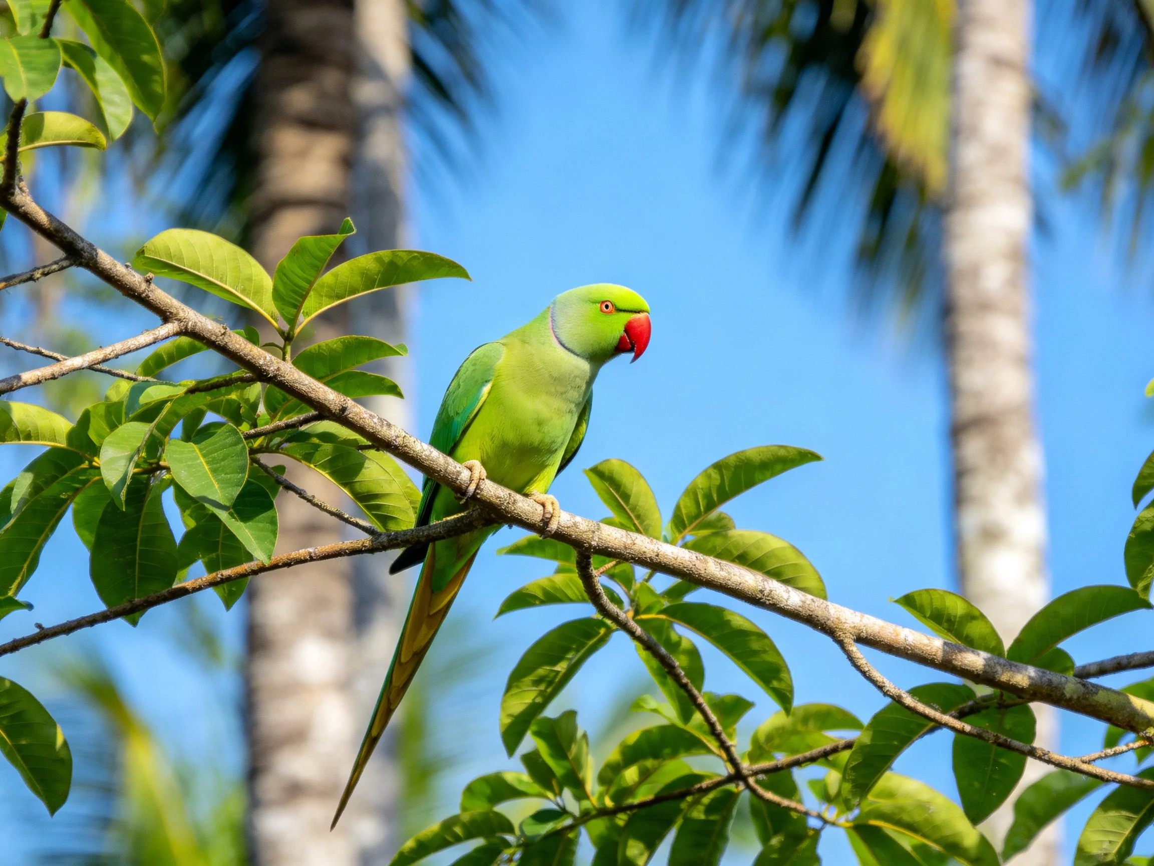 A vibrant green parrot perches on a leafy branch near palm trees
