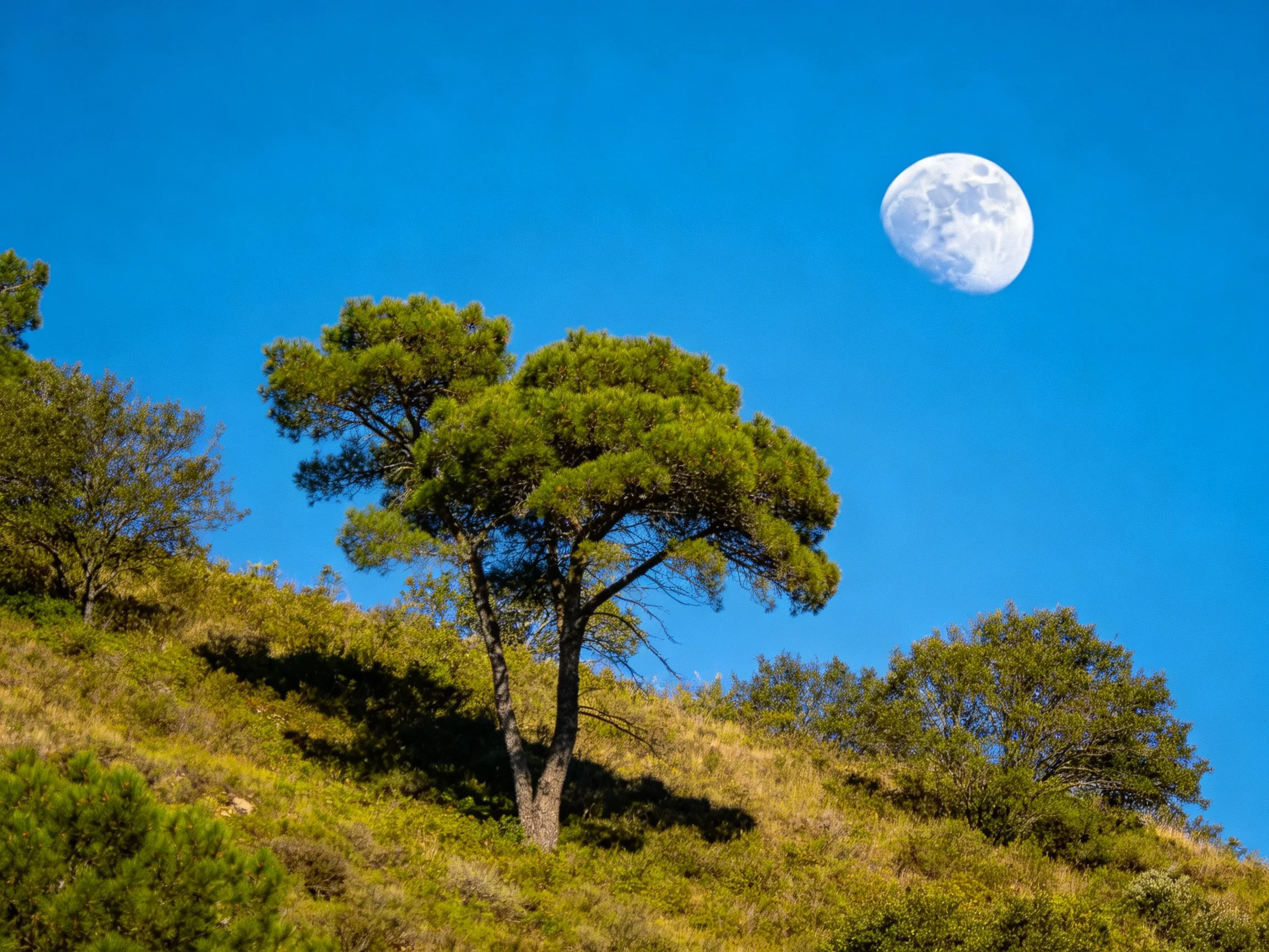 A vibrant hillside with green trees, grassy slopes, and a prominent moon in clear blue sky.