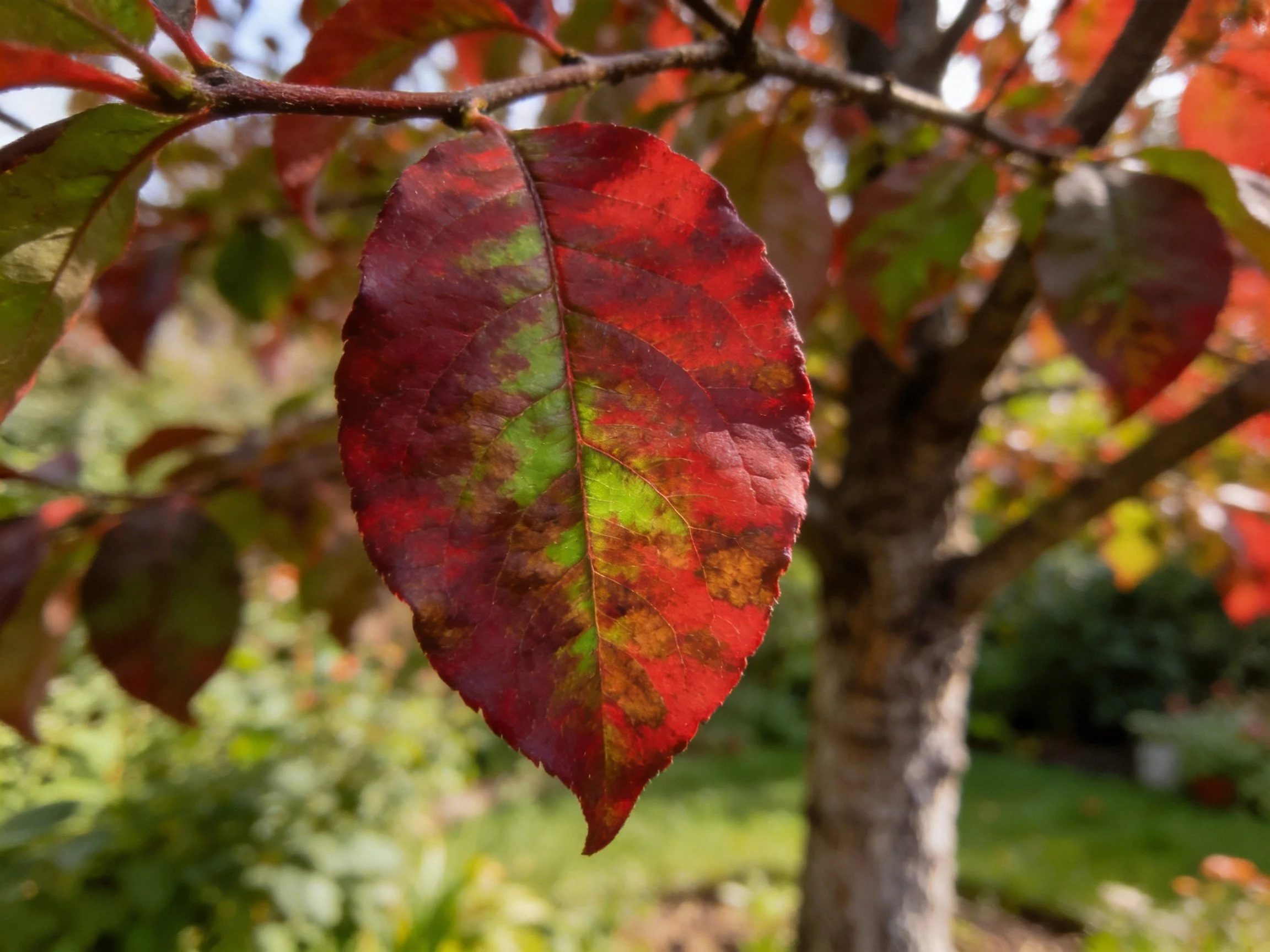 A vividly hued leaf dangles from a tree branch amid autumn foliage