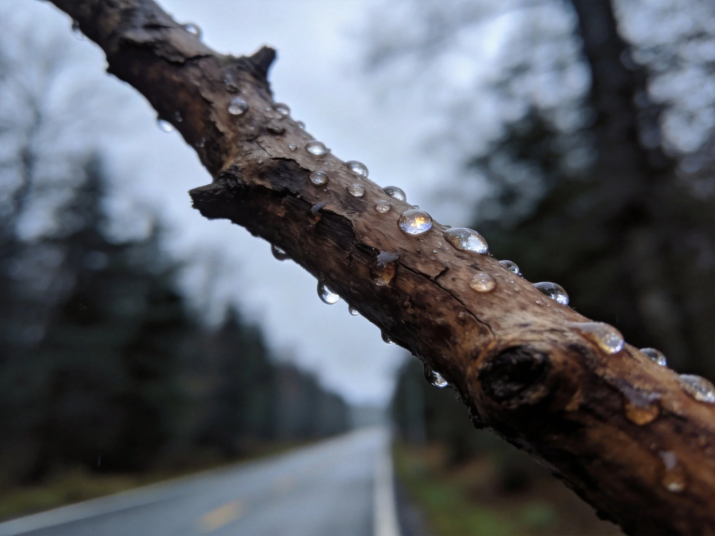 A weathered brown branch with glistening raindrops near a road