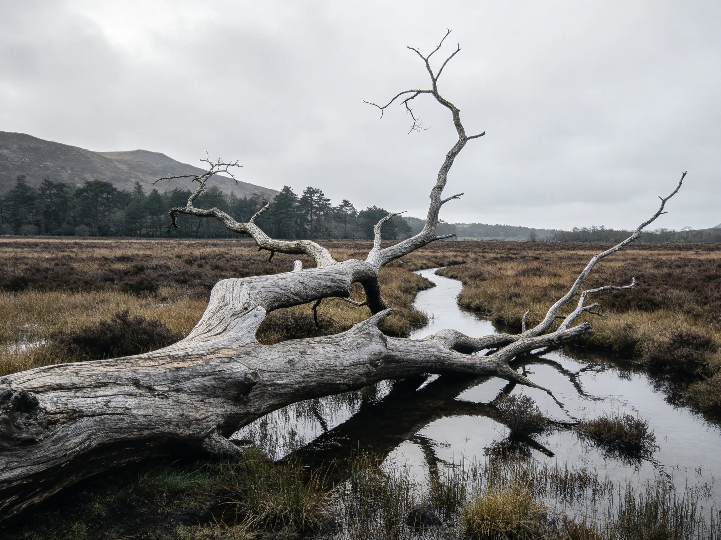 A weathered dead tree spans a winding stream in an overcast moorland