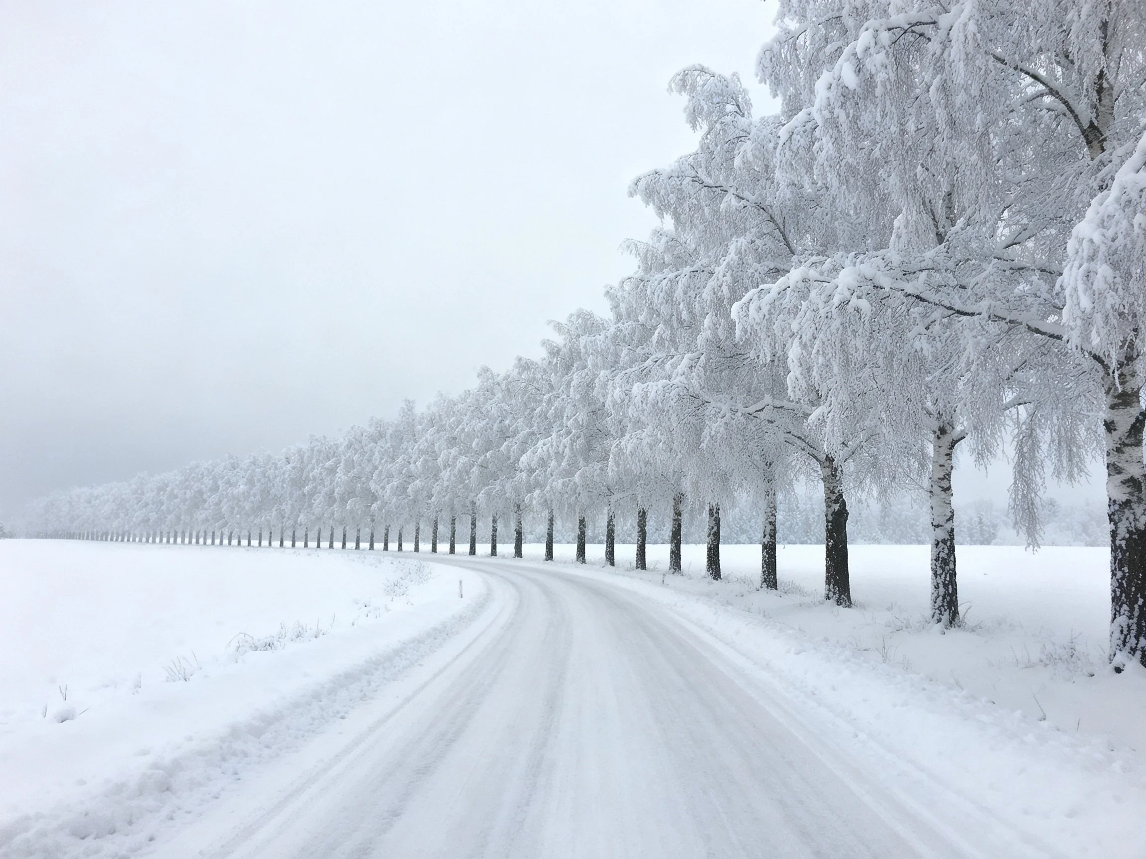 A winding road bordered by snow-laden trees extends into a foggy winter landscape