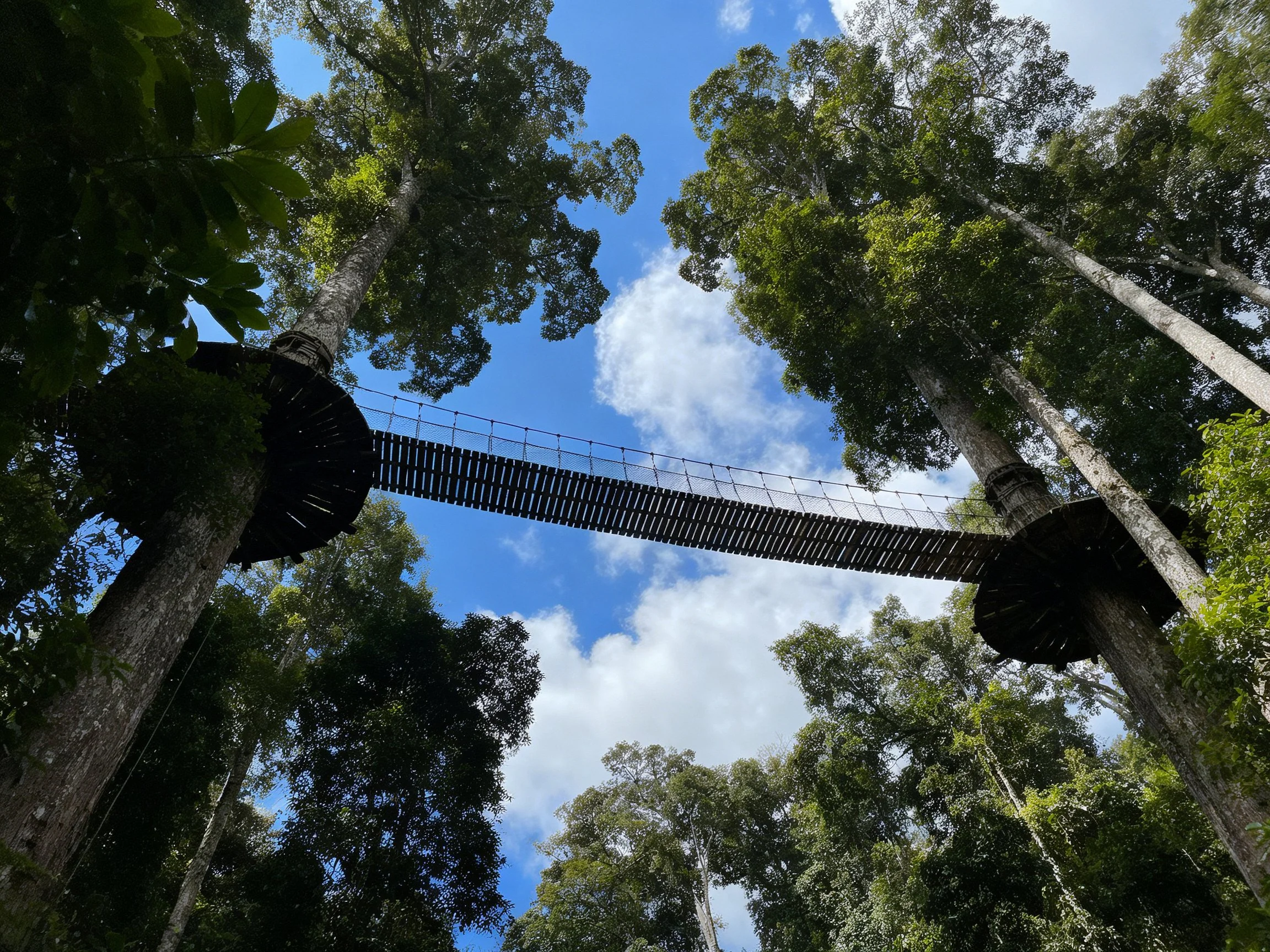A wooden canopy bridge spans between tall forest trees