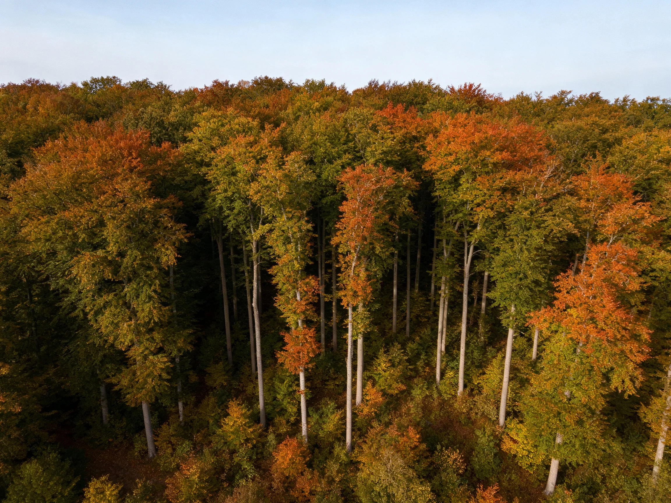 Aerial view of forest with vibrant autumn tree foliage