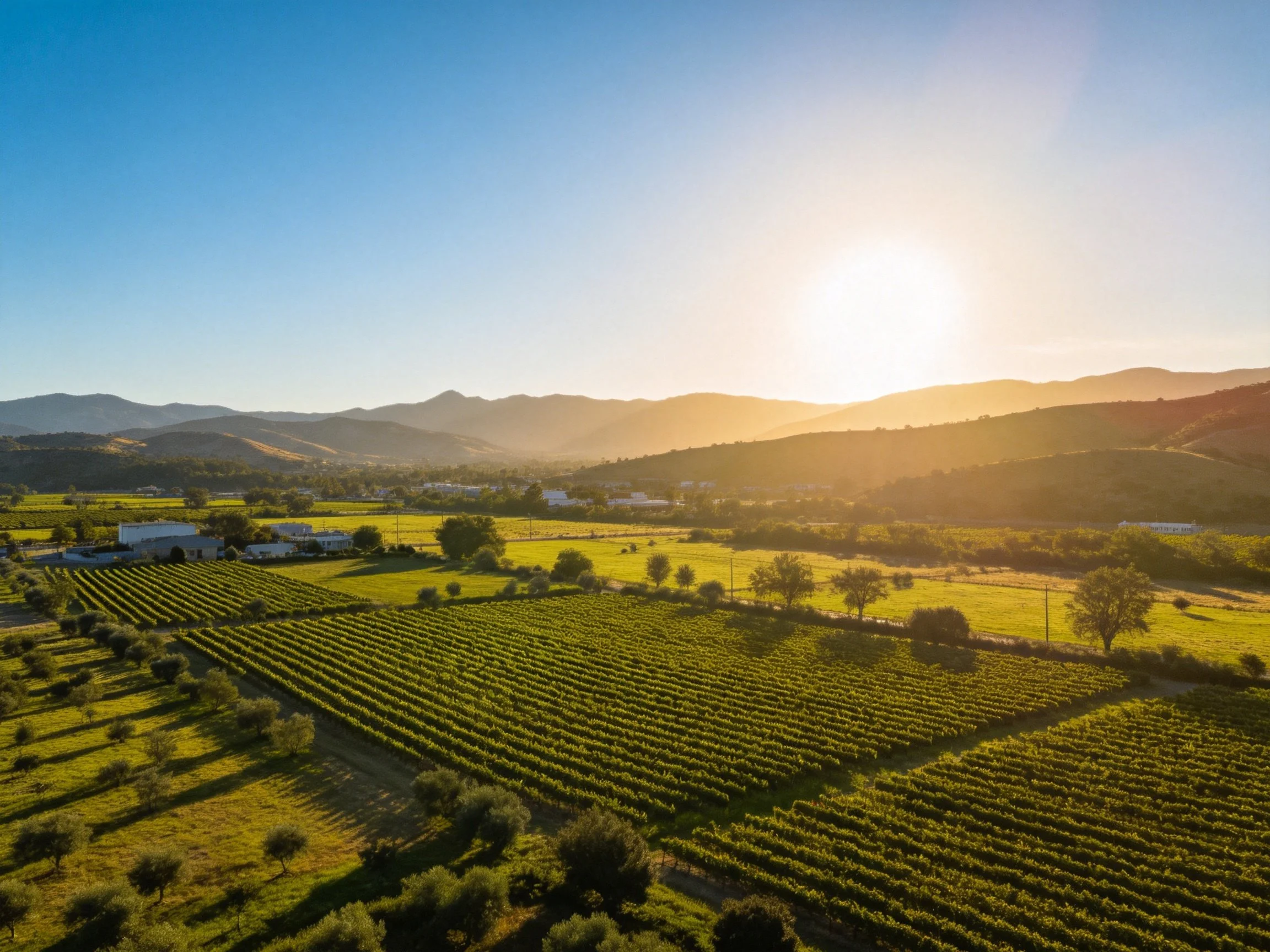 Aerial view of vineyards with rolling hills and golden sunlight