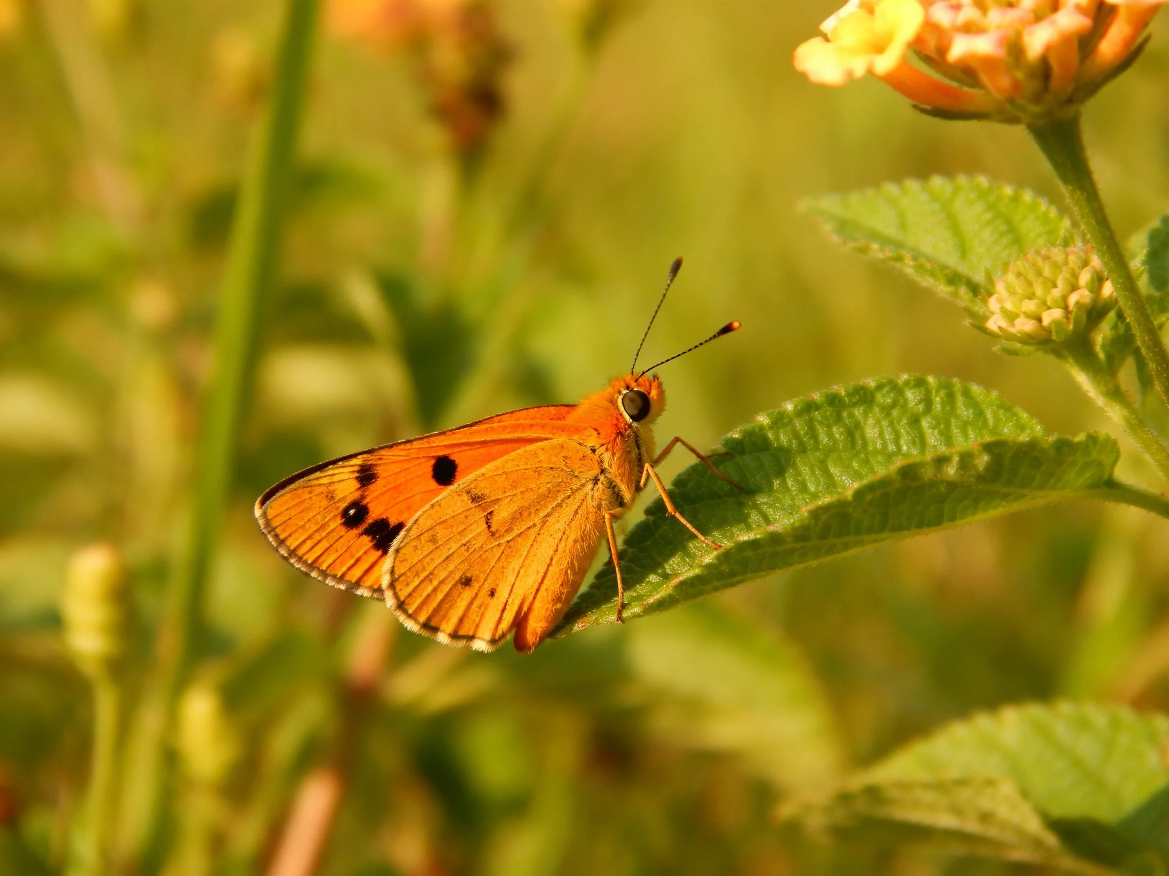 An orange butterfly with black spots rests on a green leaf near flowers