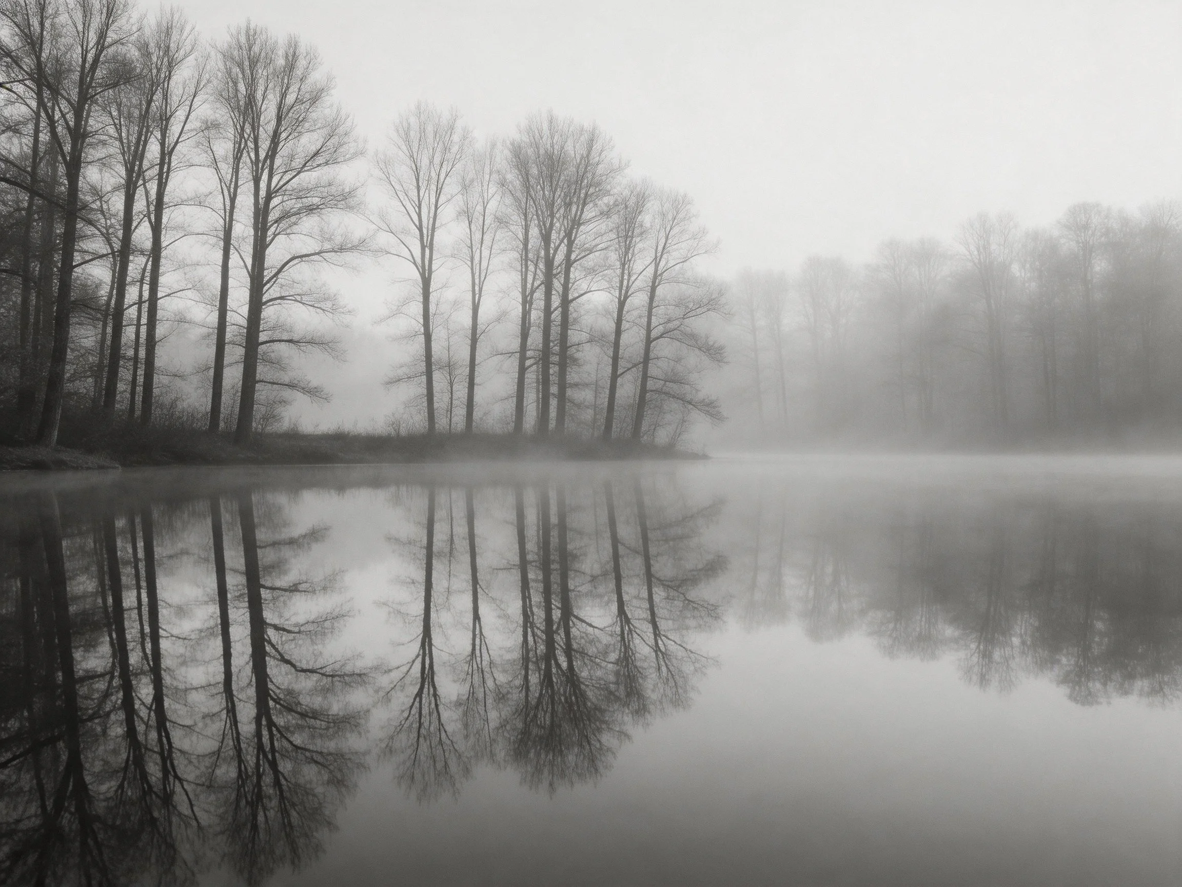 Bare trees reflecting in foggy monochrome waters