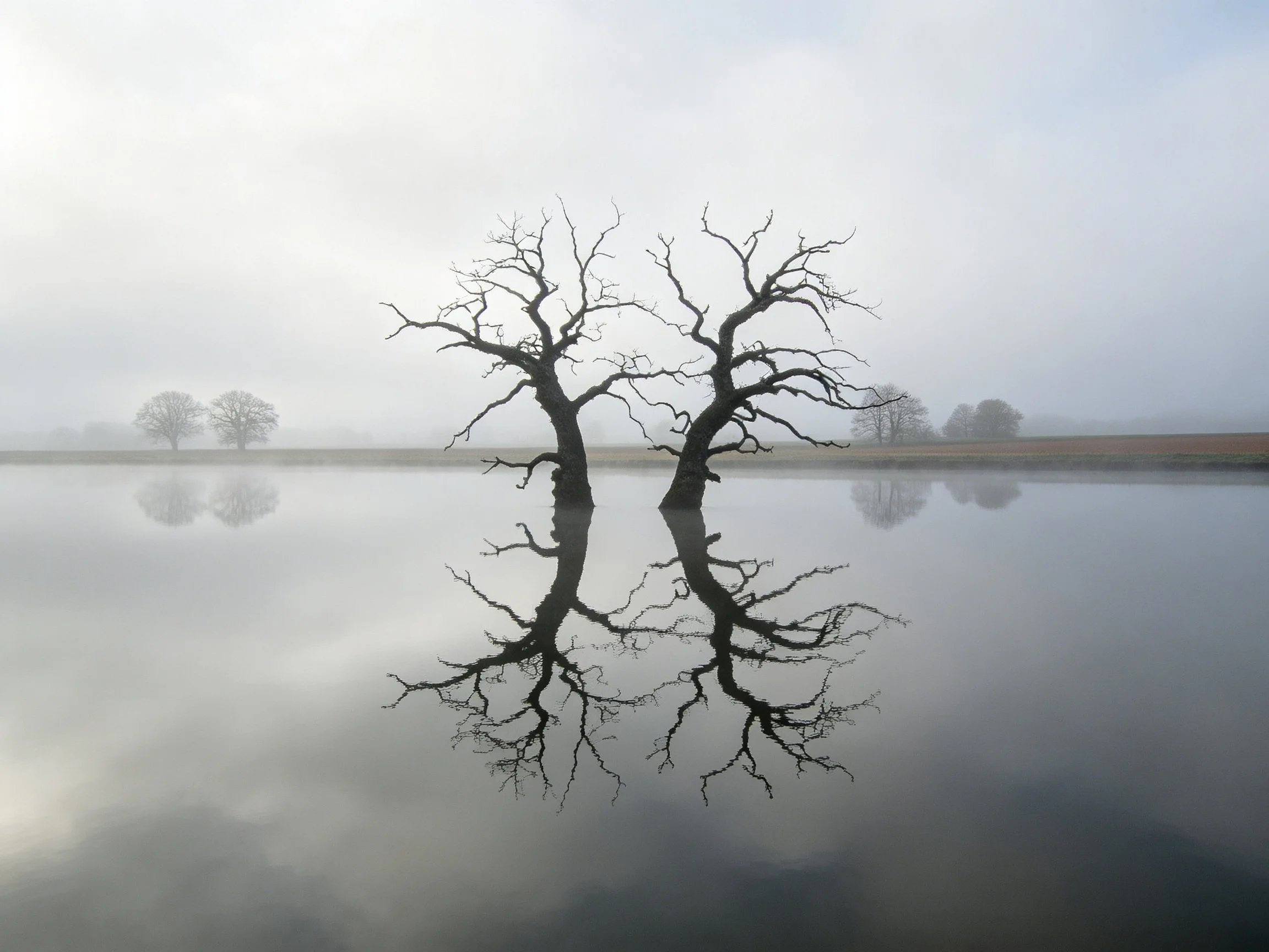Bare trees reflecting in foggy still water landscape
