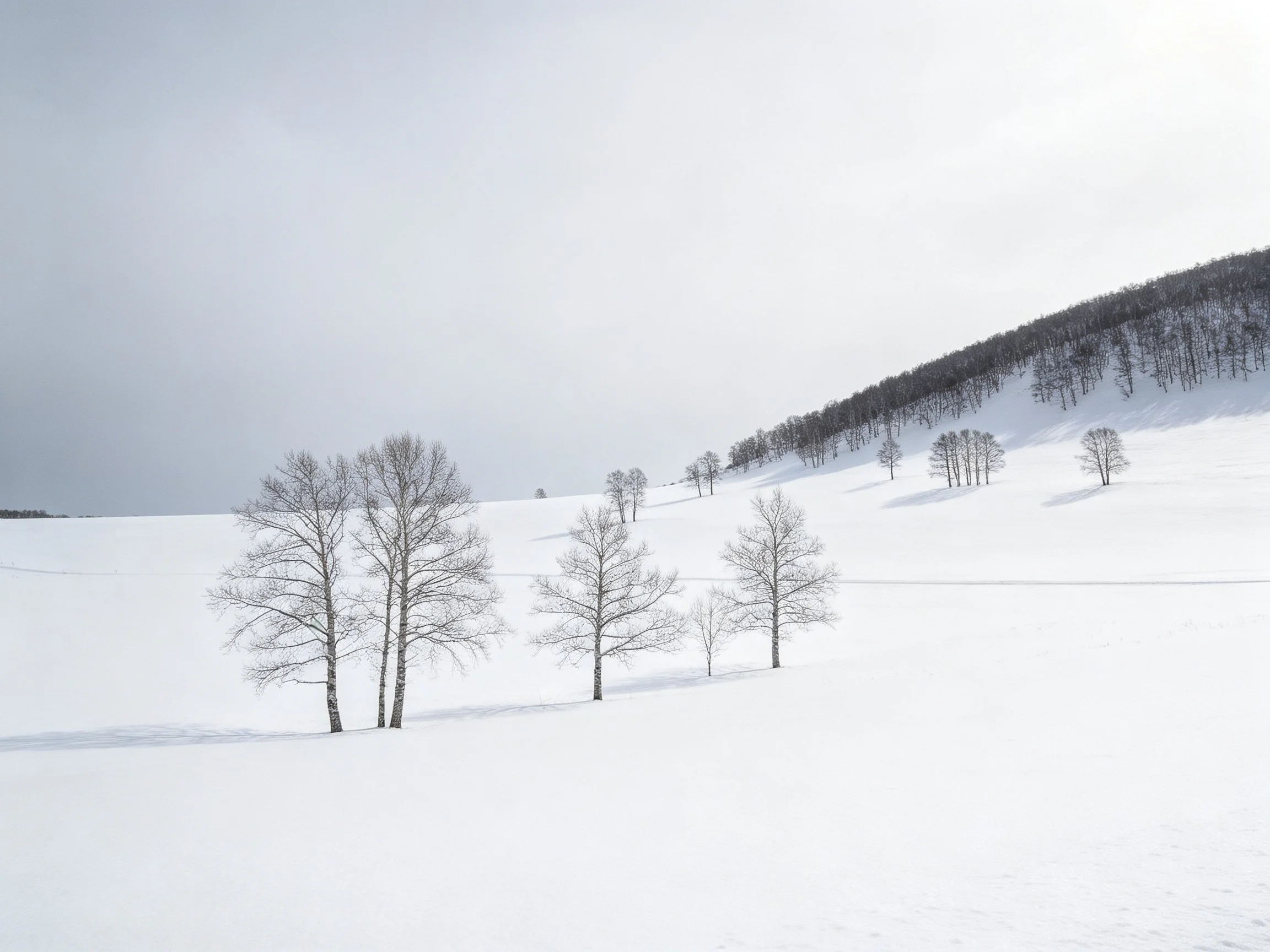 Bare trees scattered across vast white snowy hillside under overcast sky
