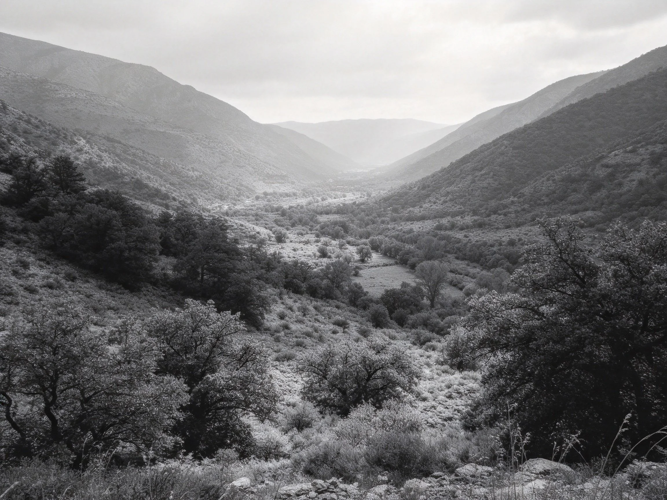 Black-and-white mountain valley with dense vegetation and distant hills
