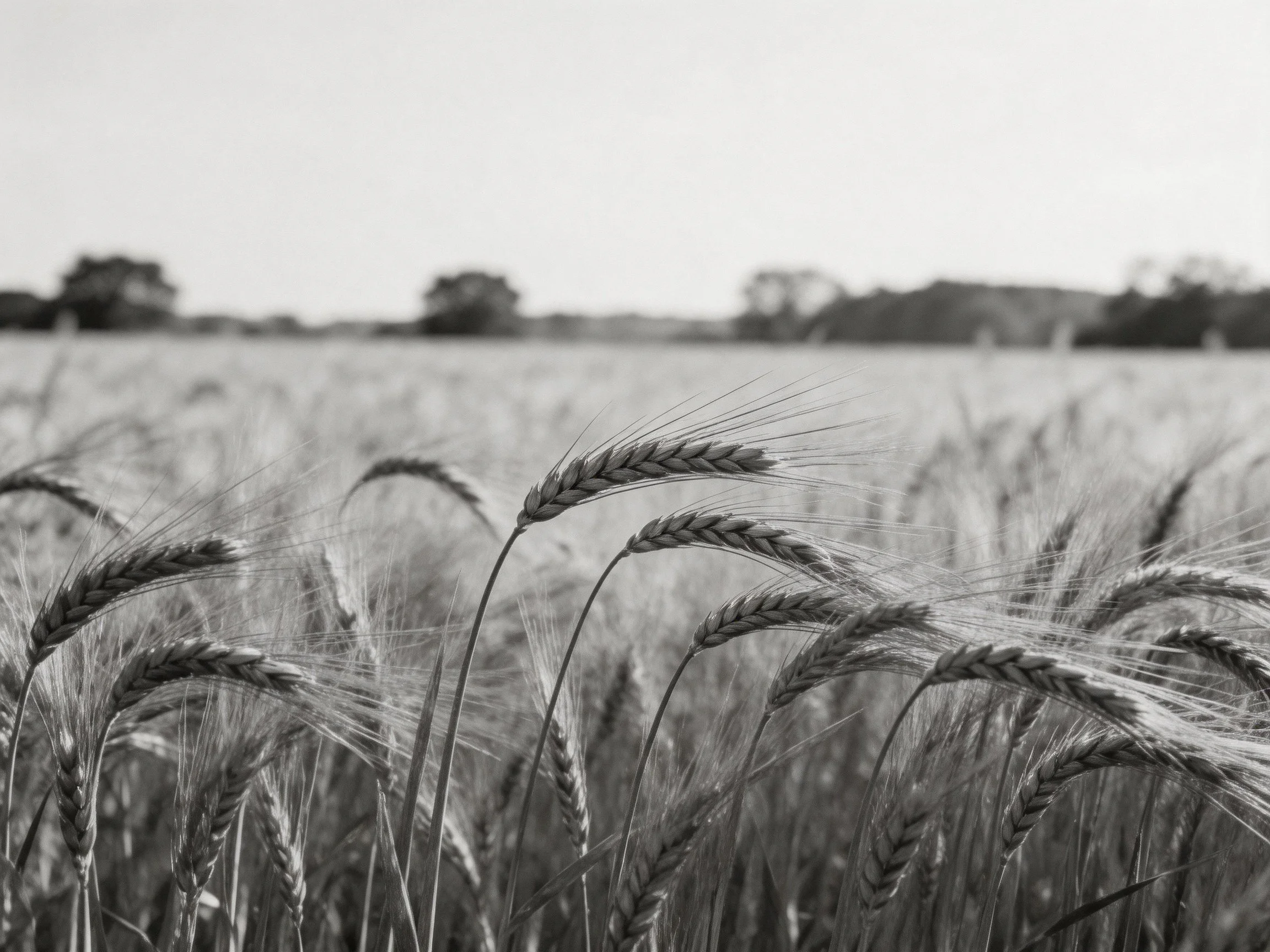 Black-and-white wheat field with tall grain stalks