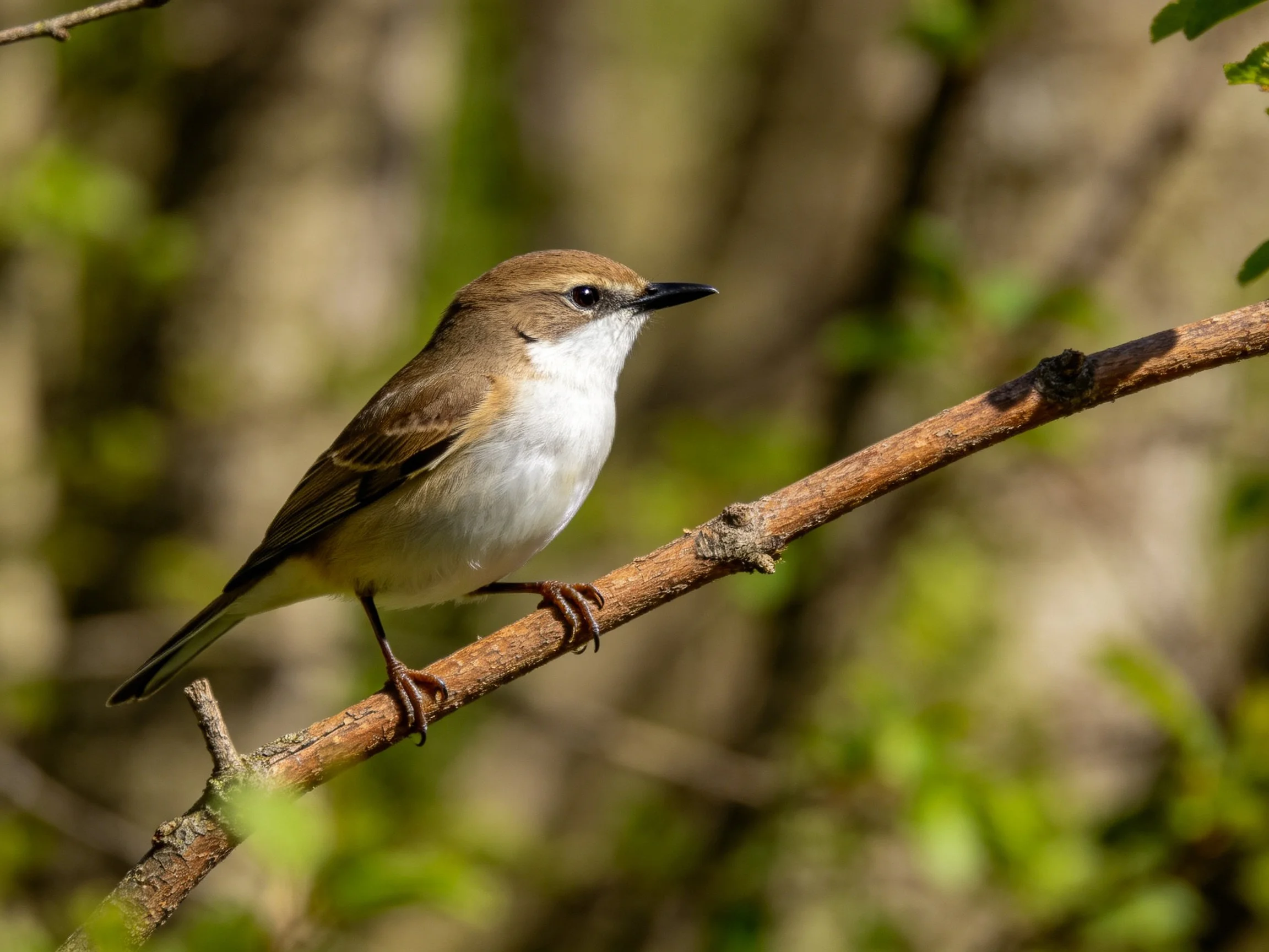 Brown and white bird perched on a thin branch