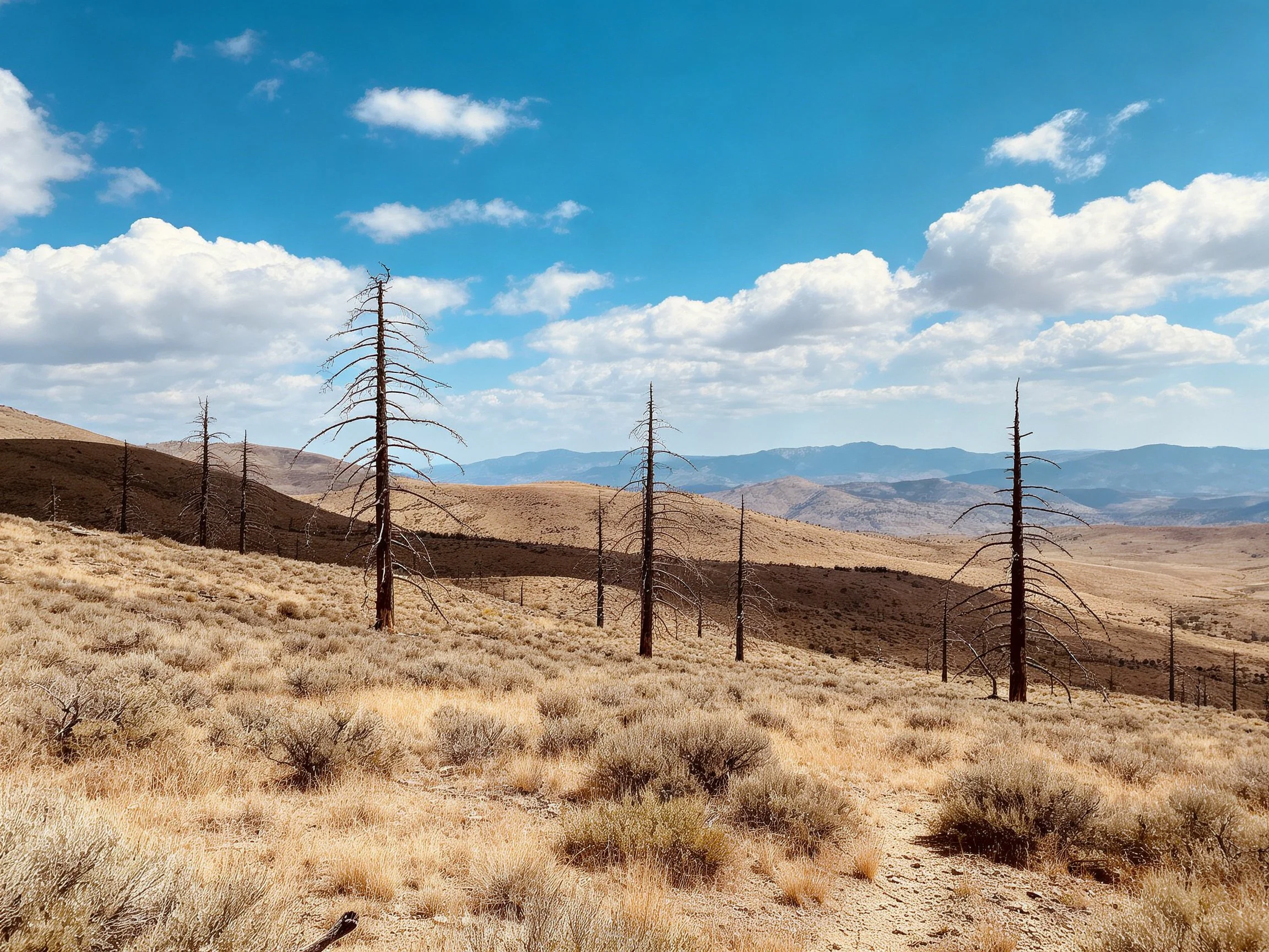 Charred trees stand amid arid terrain with distant mountains and clear sky