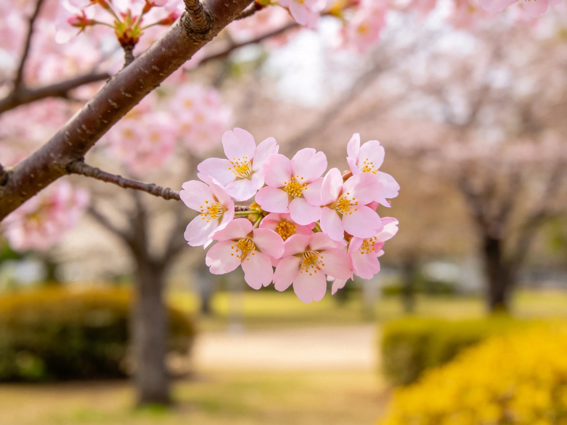 Close-up of delicate pink cherry blossoms on tree branch