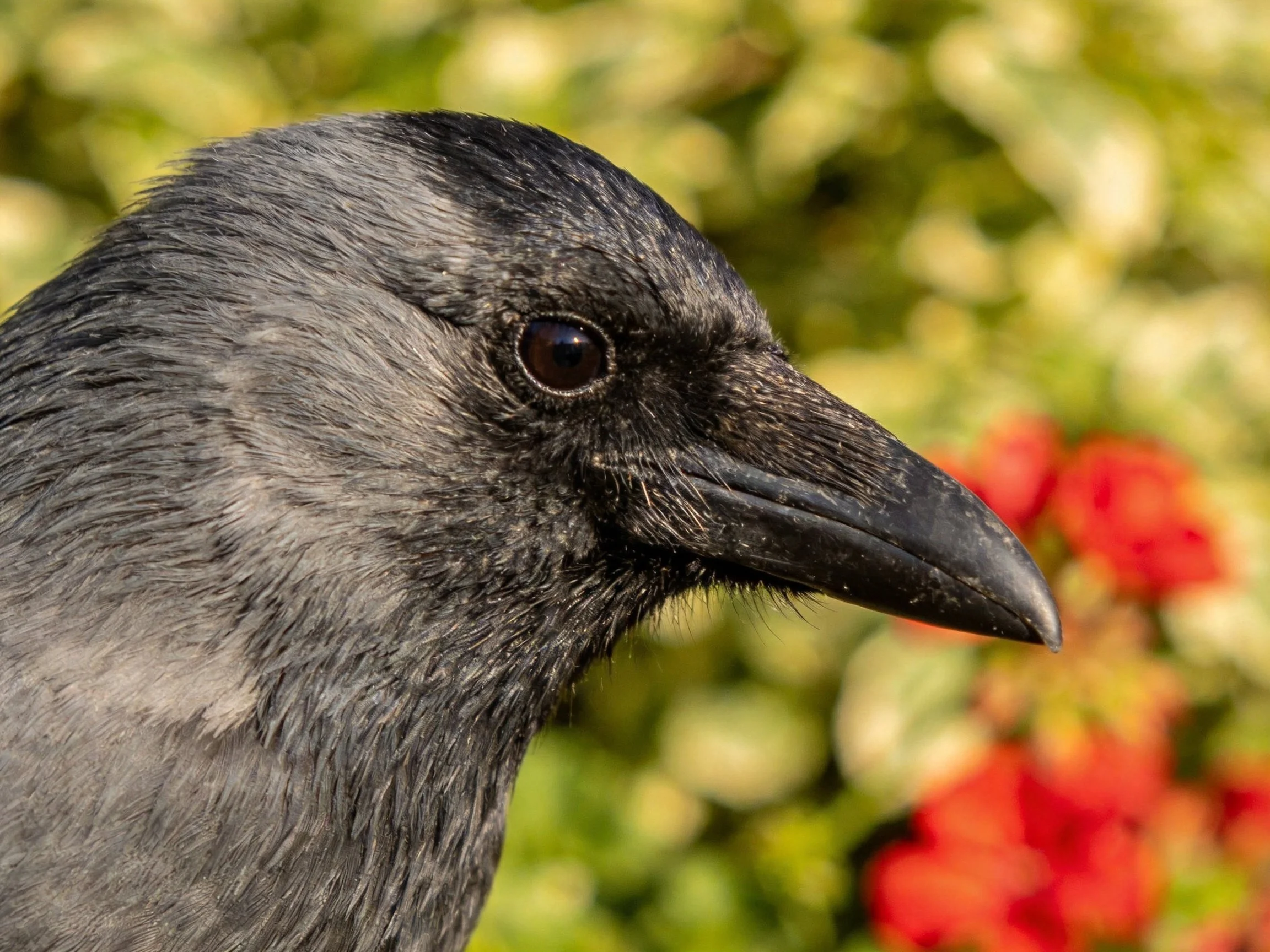 Close-up of gray crow with black beak near greenery
