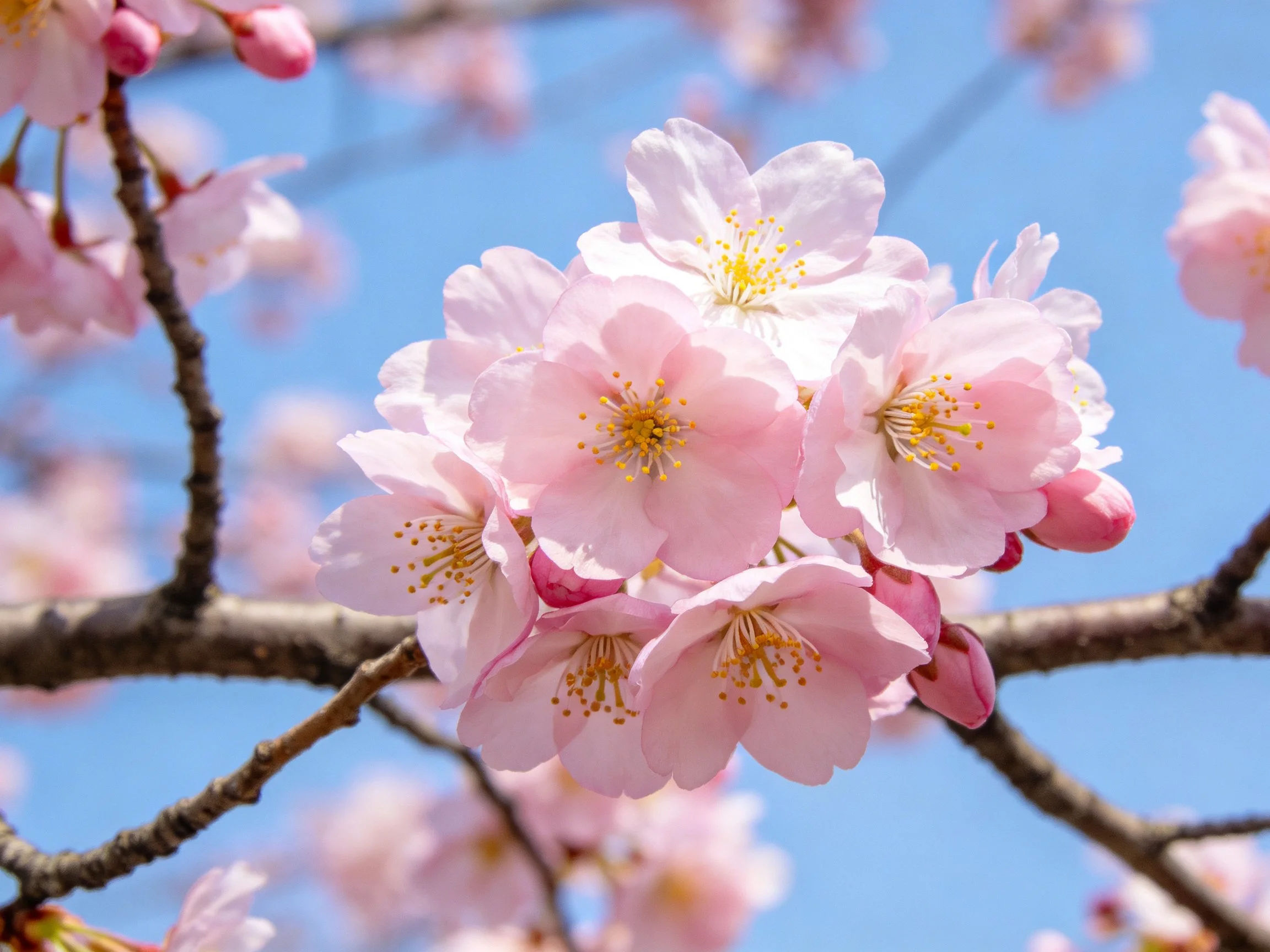 Cluster of Soft Pink Cherry Blossoms Against Clear Blue Sky