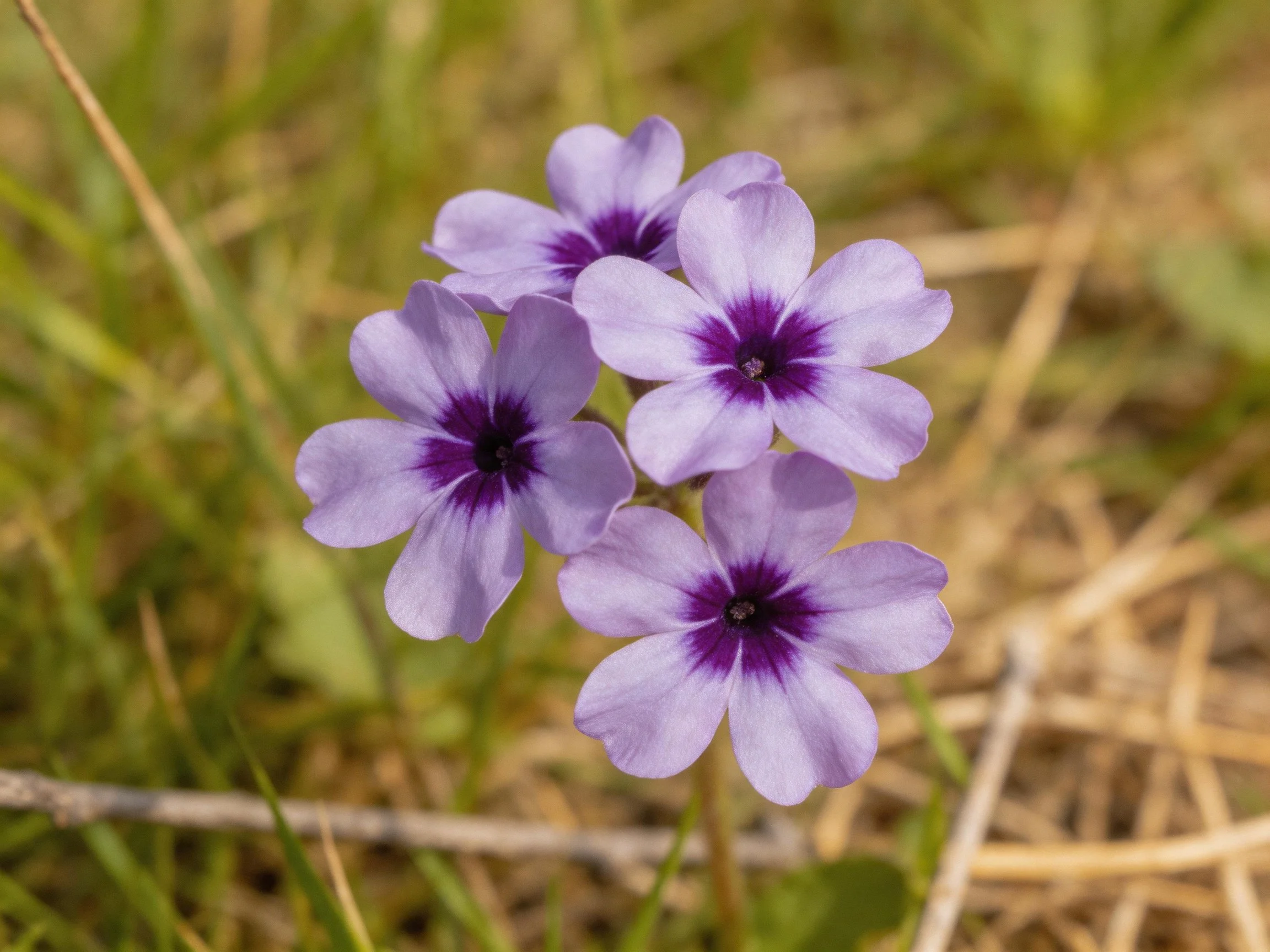 Cluster of lavender flowers with dark centers in grassy terrain