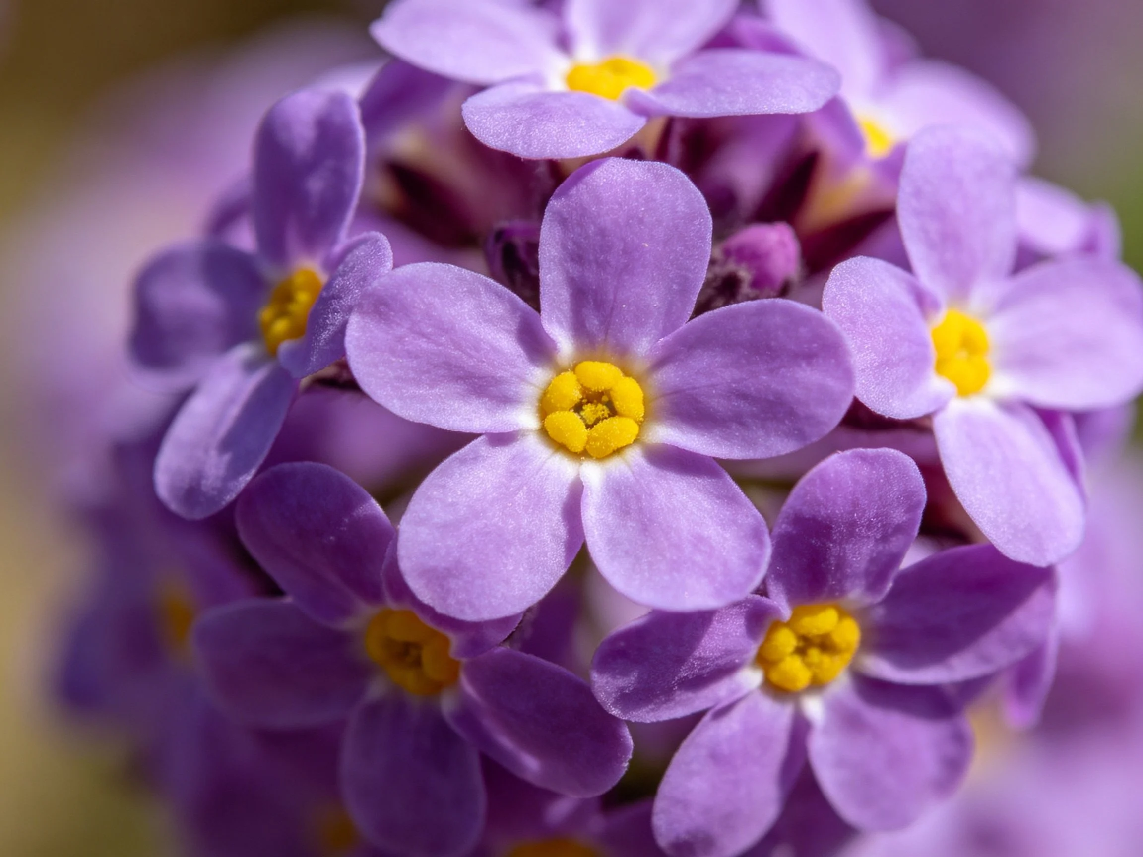Cluster of small purple blooms with vibrant yellow centers