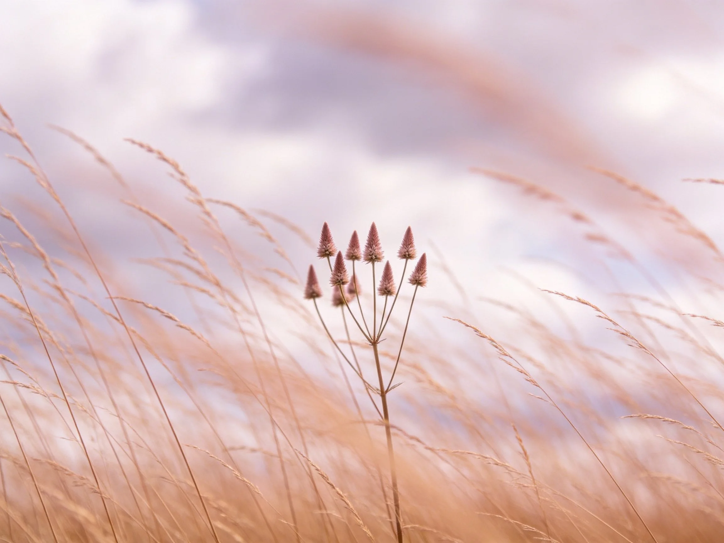 Cone - shaped blooms centered among tall golden grasses under a soft sky
