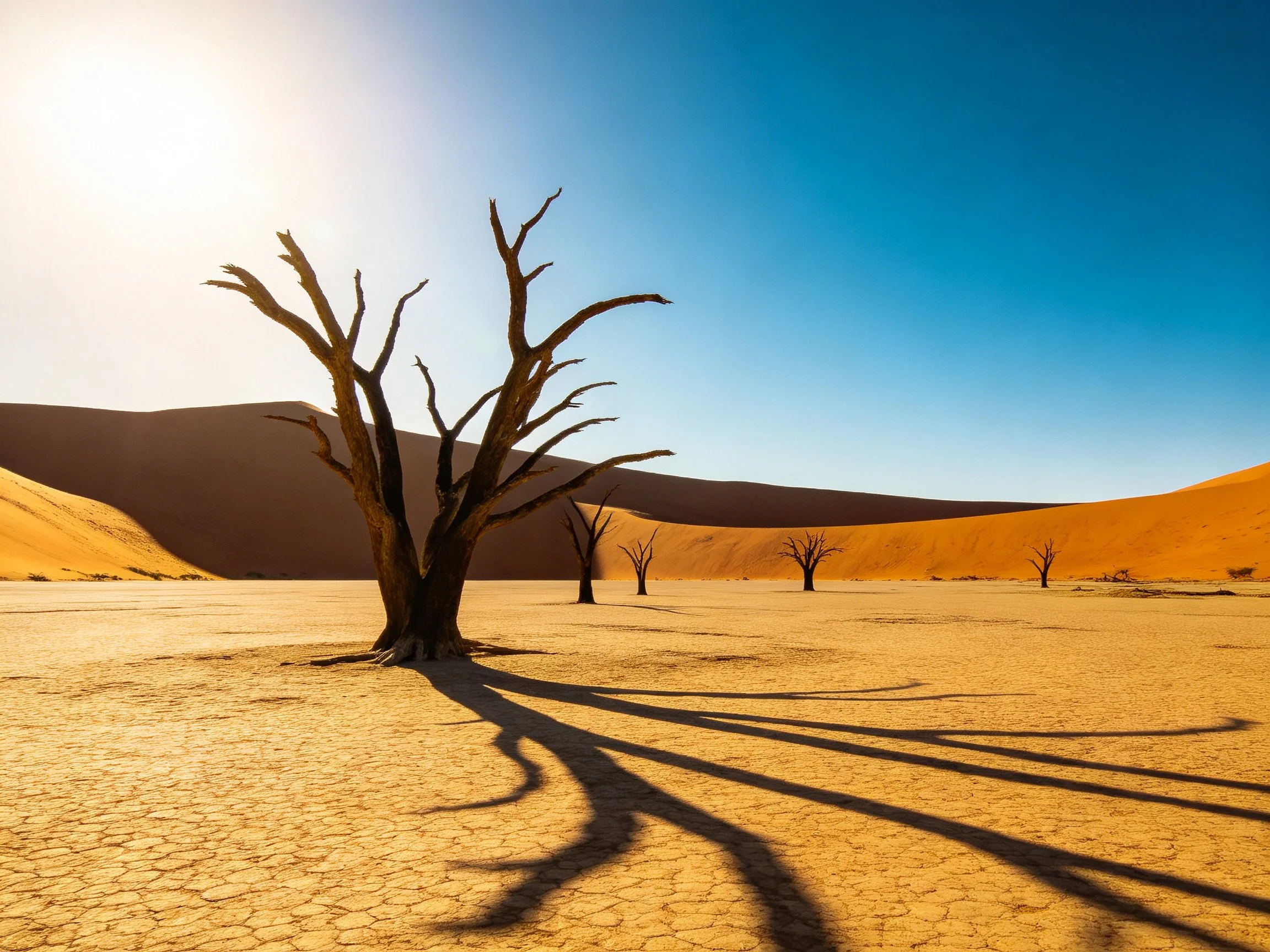 Dead trees on cracked desert floor beside golden sand dunes