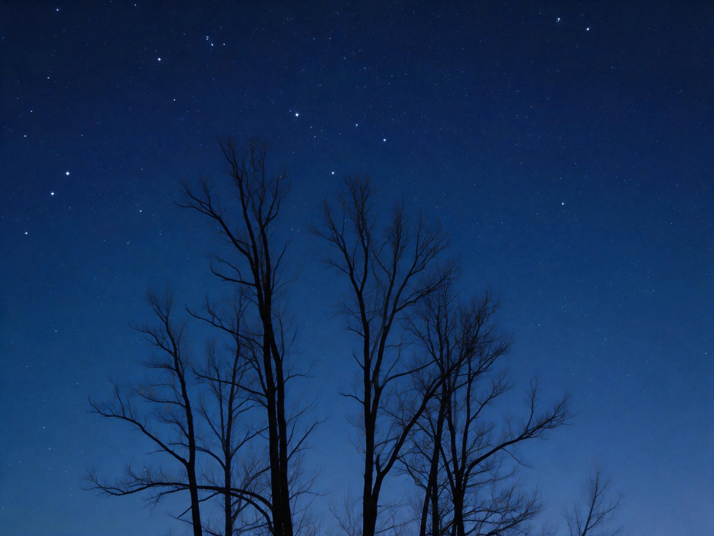 Deep blue starry night sky with dark bare tree silhouettes