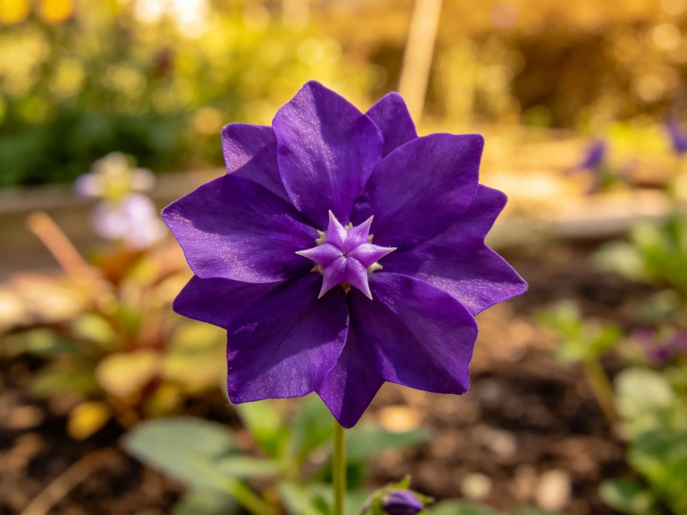 Deep purple flower with layered petals in a sunlit garden