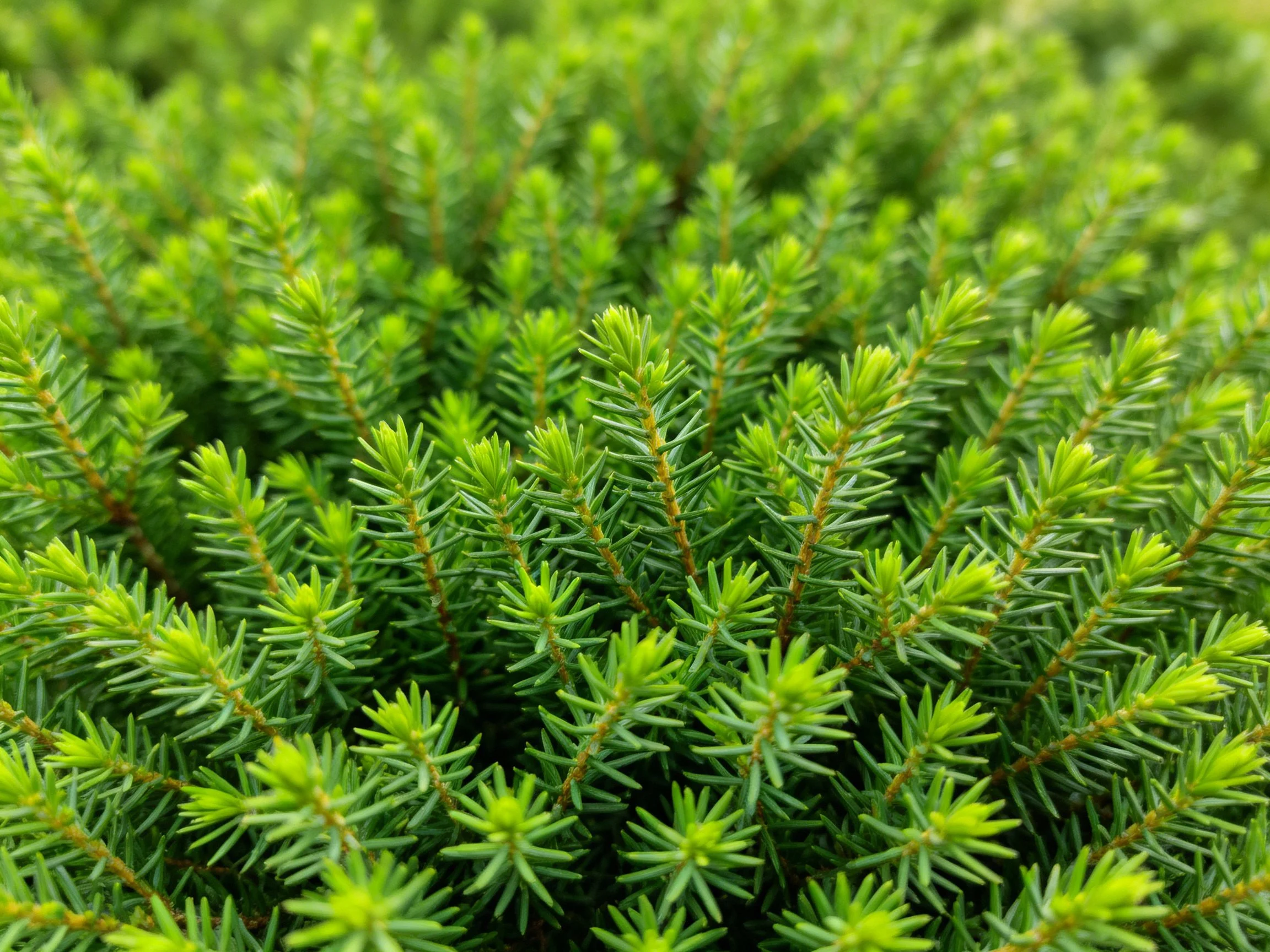 Dense arrangement of vibrant green evergreen foliage
