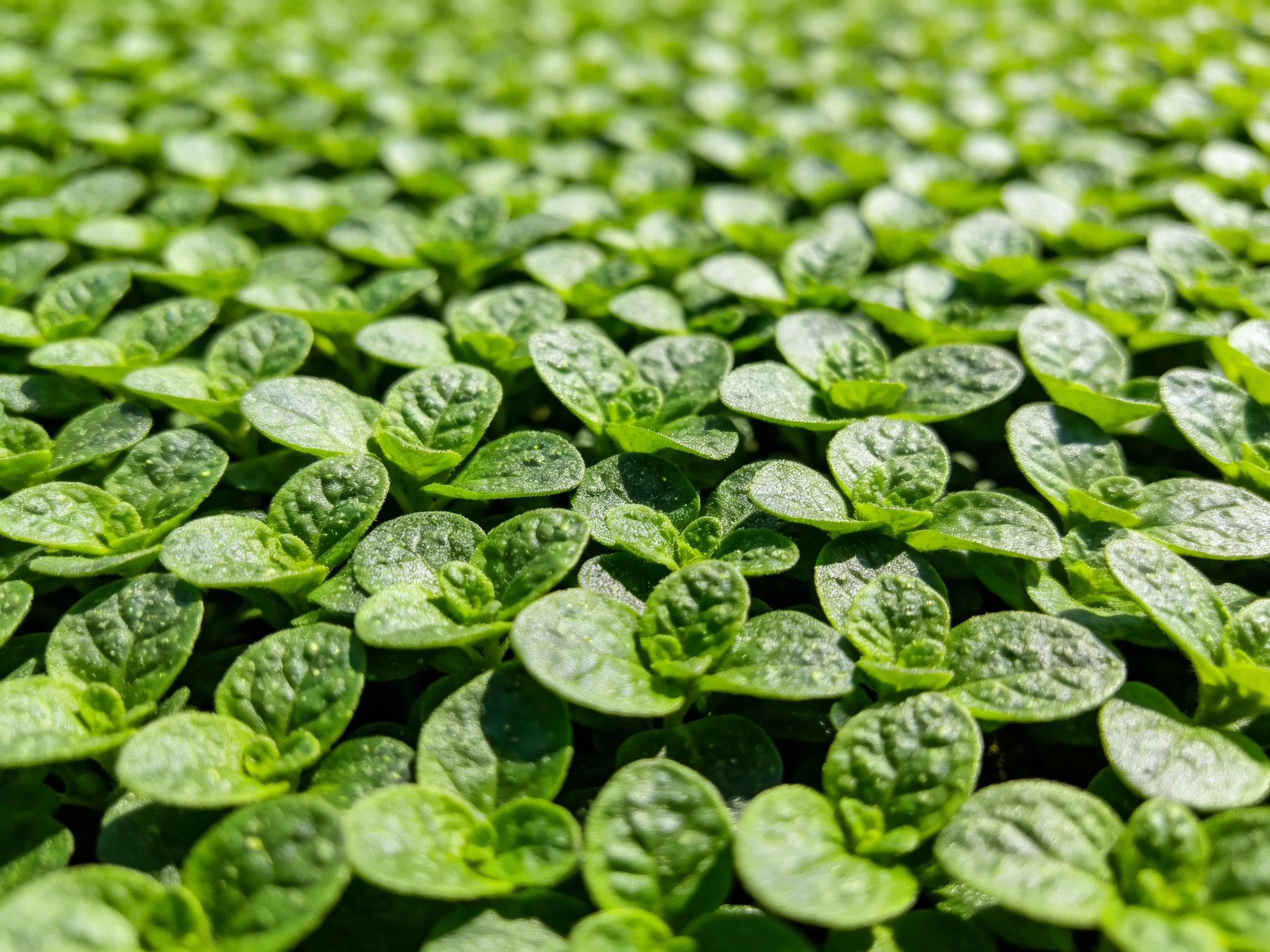 Dense arrangement of vibrant green leafy plants under sunlight