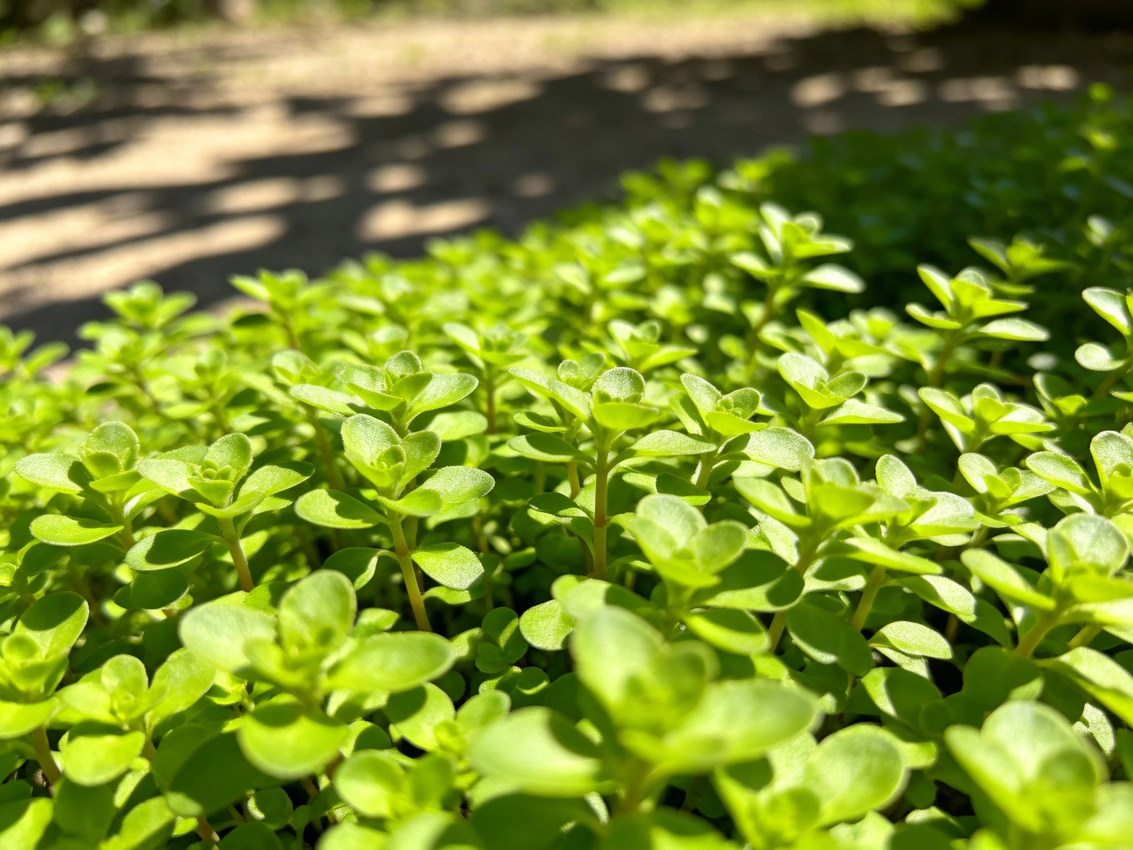Dense cluster of bright green herb plants under dappled sunlight