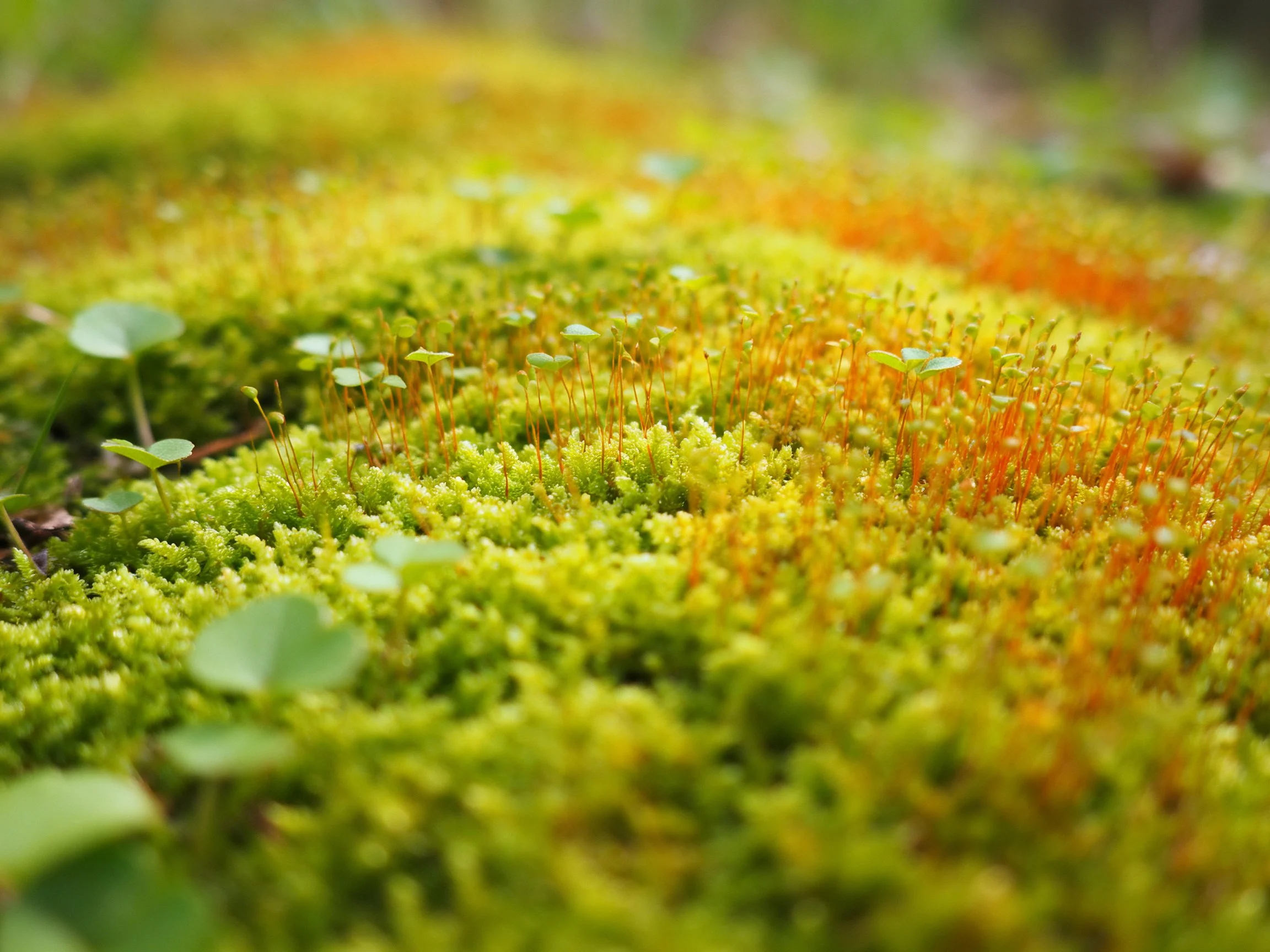Dense mossy terrain with green and reddish hues, small vegetation