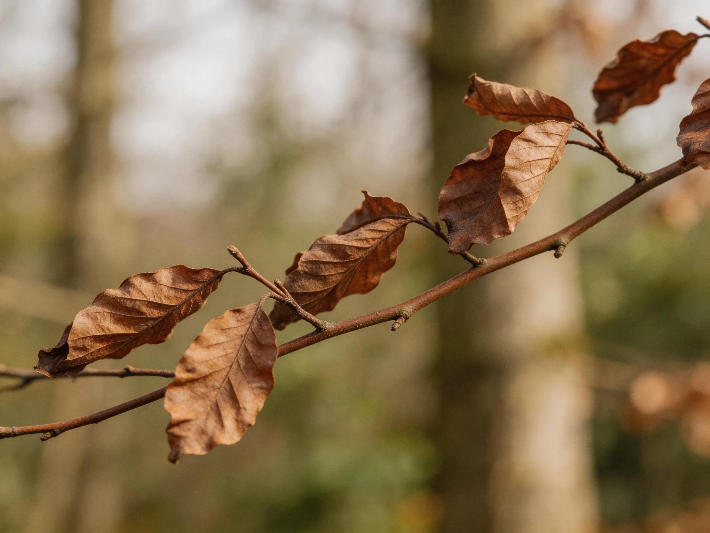Dried brown leaves on a thin branch in a forest setting