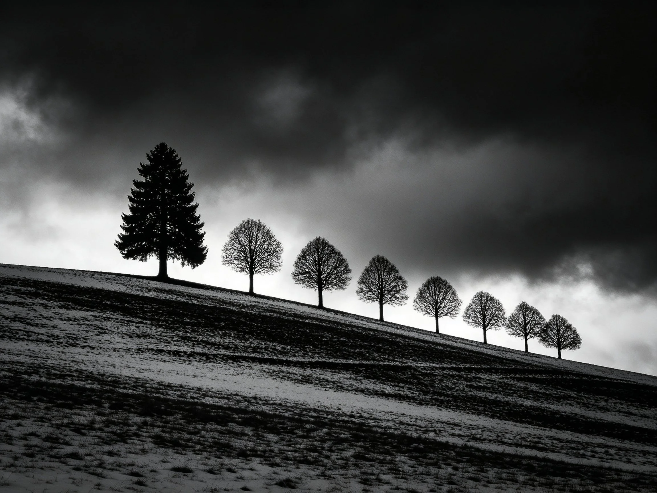 Eight Silhouetted Trees Along a Snow-Covered Hill Under Dark Skies