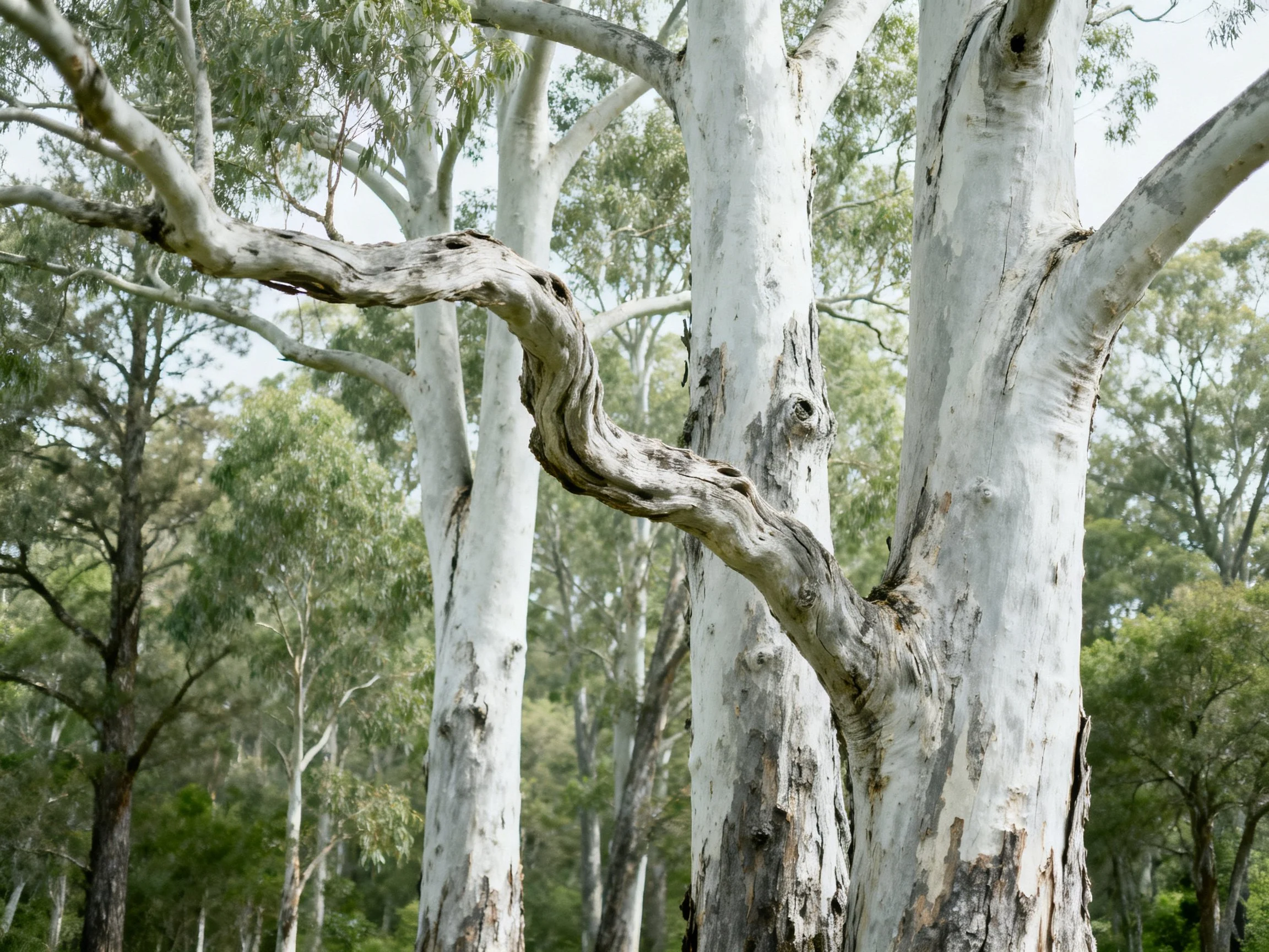 Eucalyptus trees with smooth white bark and twisted branches
