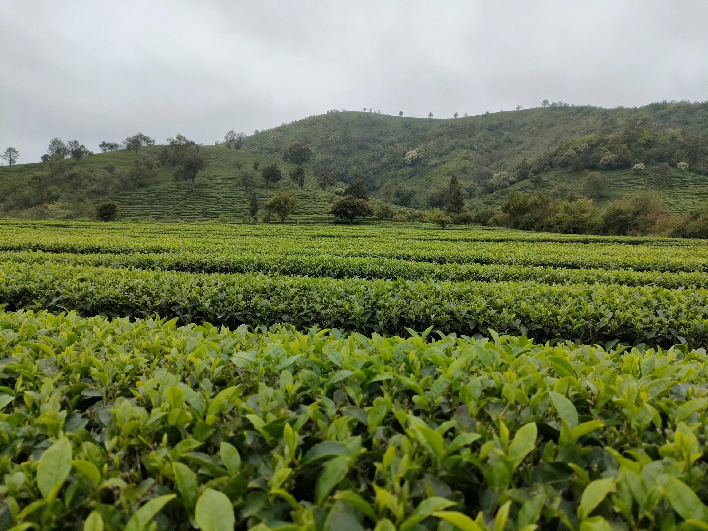 Extensive Green Tea Gardens on Sloping Terrain with Scattered Trees