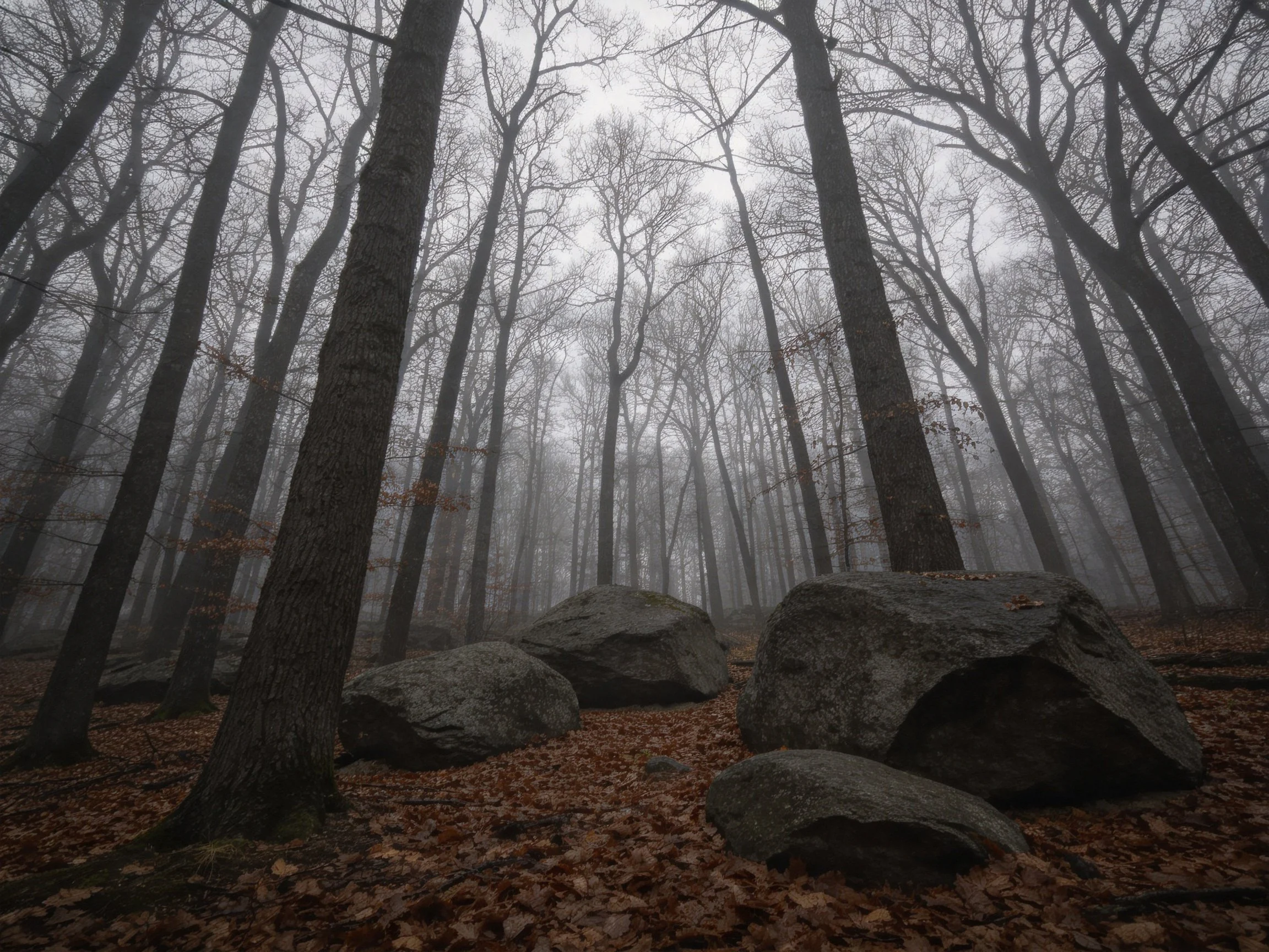 Foggy forest with tall leafless trees and massive rocks