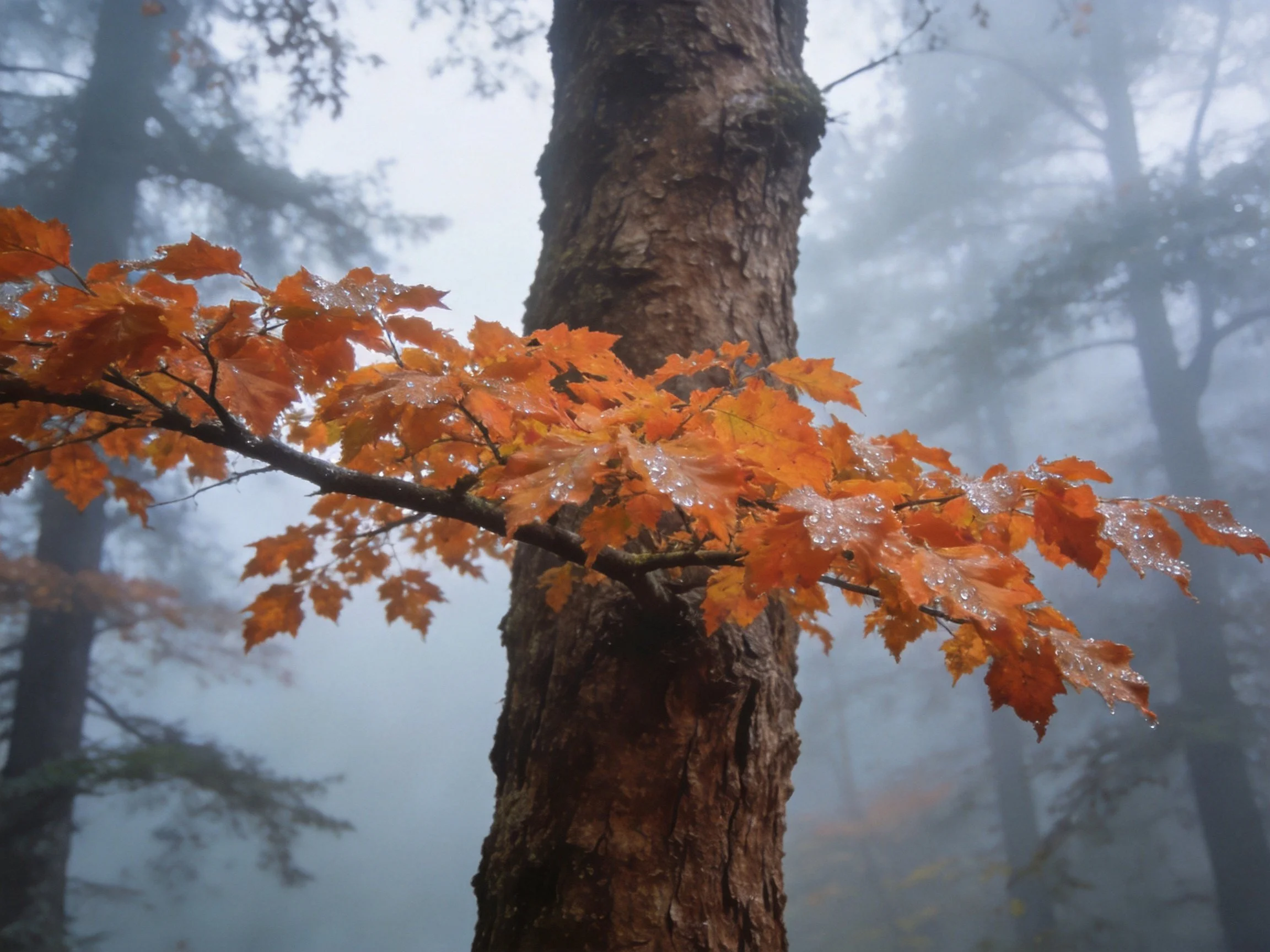Foggy forest with vibrant orange leaves and a large tree trunk