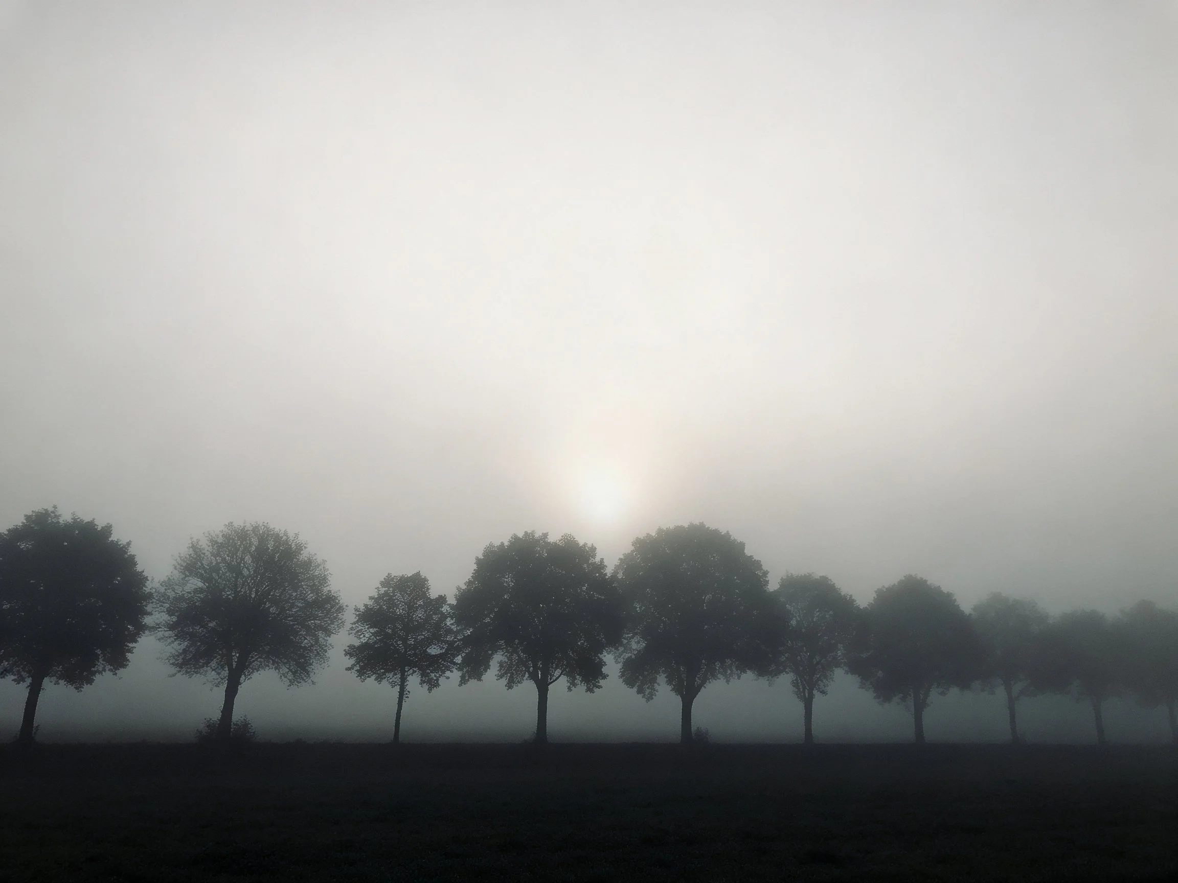 Foggy landscape with silhouetted trees under diffused sunlight