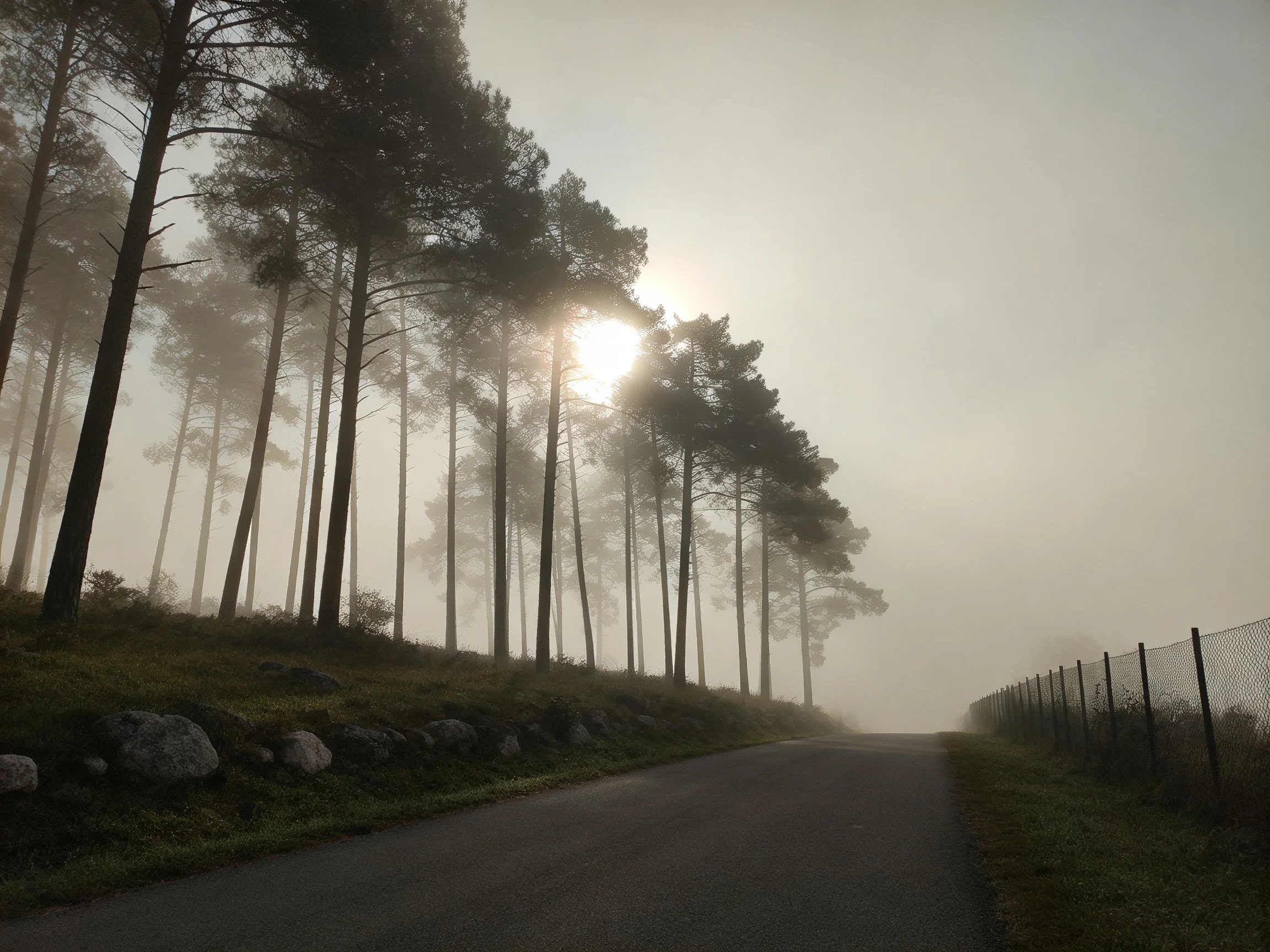 Foggy road lined by tall pine trees with morning sun