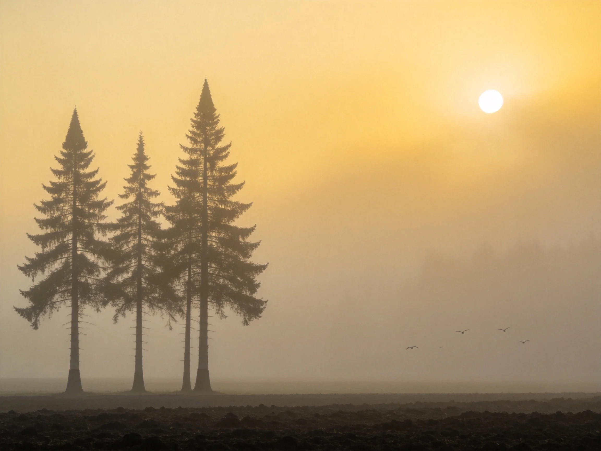 Four tall evergreen trees amidst morning fog with golden sunrise