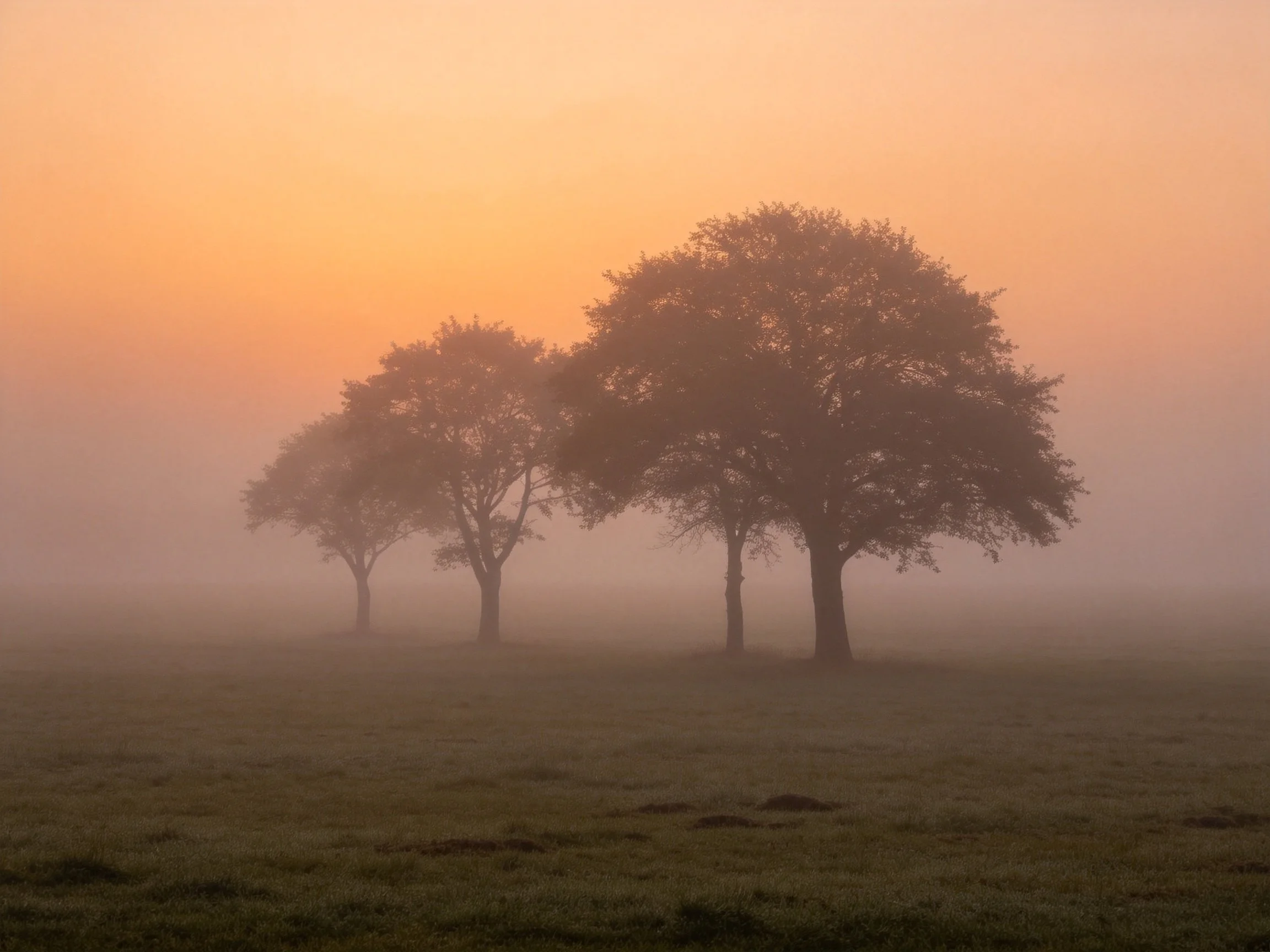 Four trees shrouded in morning fog under orange-hued sky