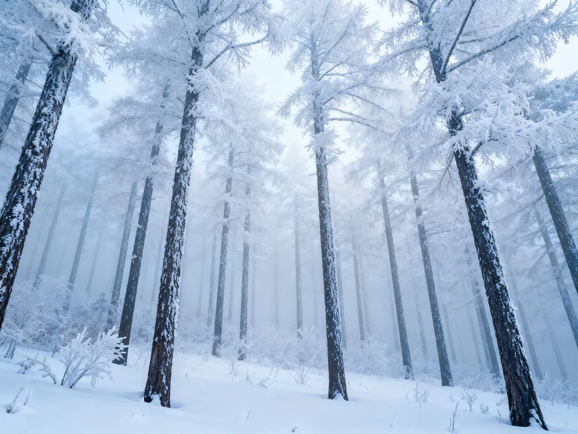 Frost-Coated Tall Trees in a Snow-Covered Forest