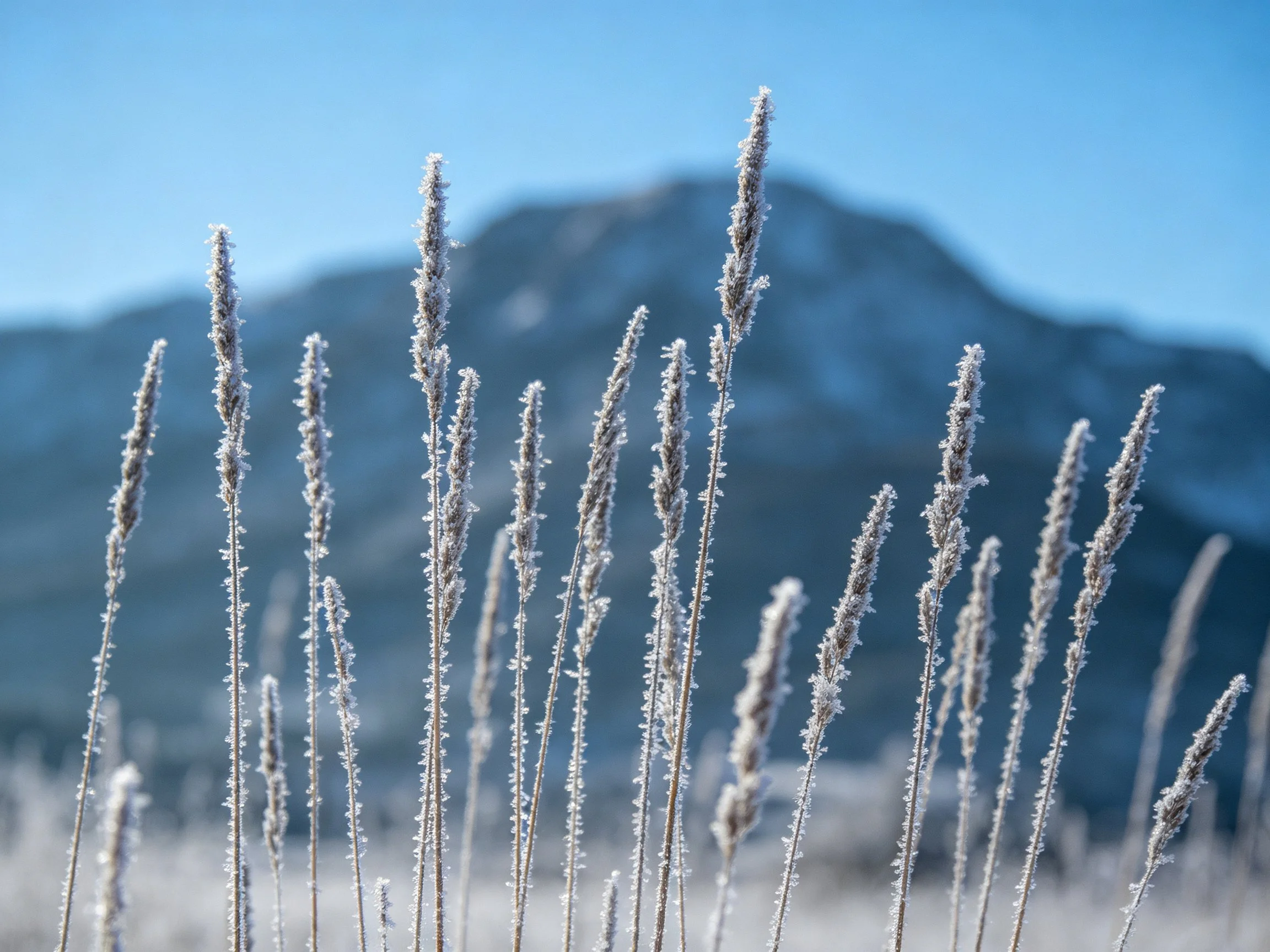 Frost-Covered Grass Stems Against a Mountainous Backdrop