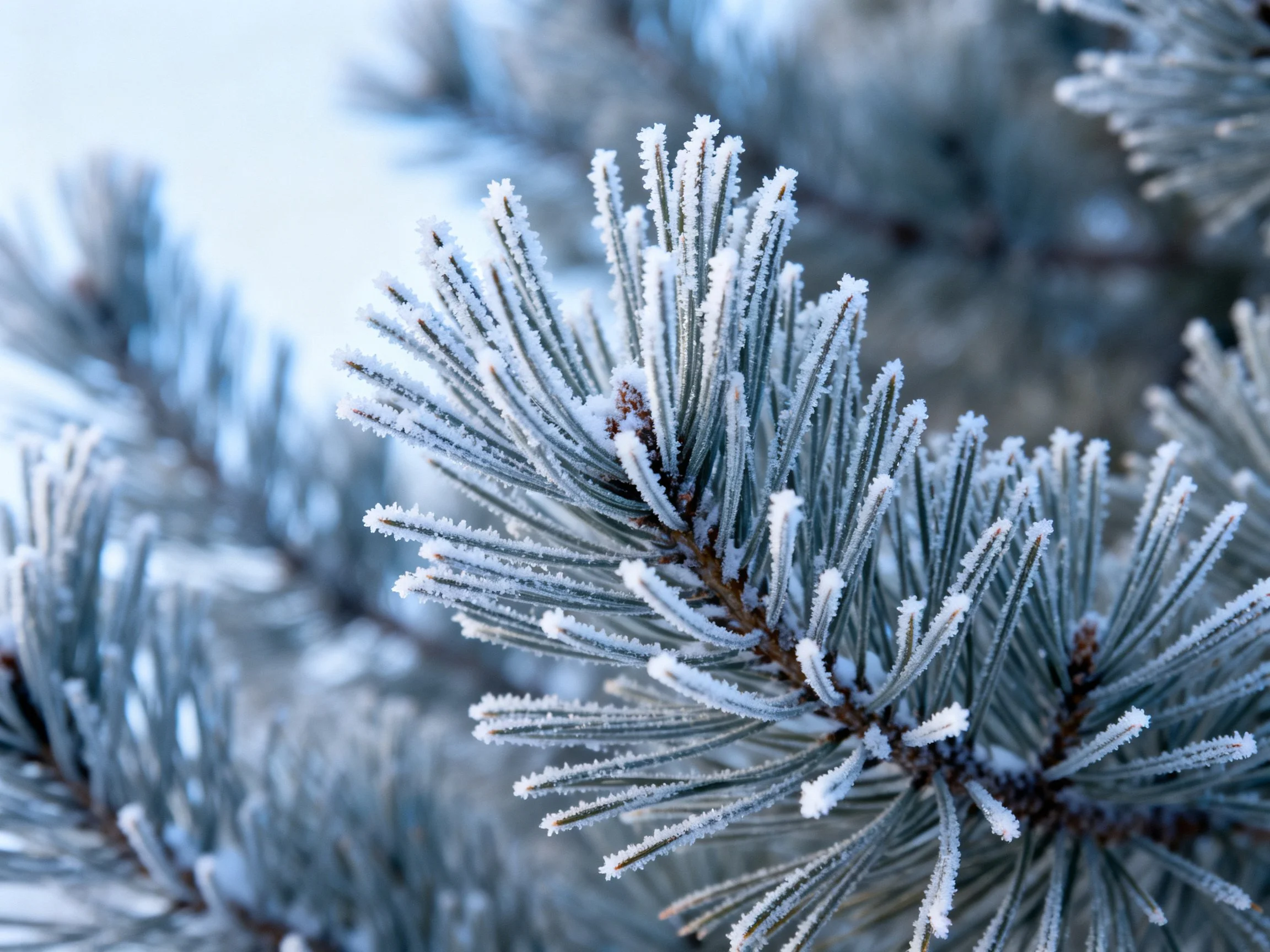 Frost-Covered Pine Needles Against a Pale Winter Sky