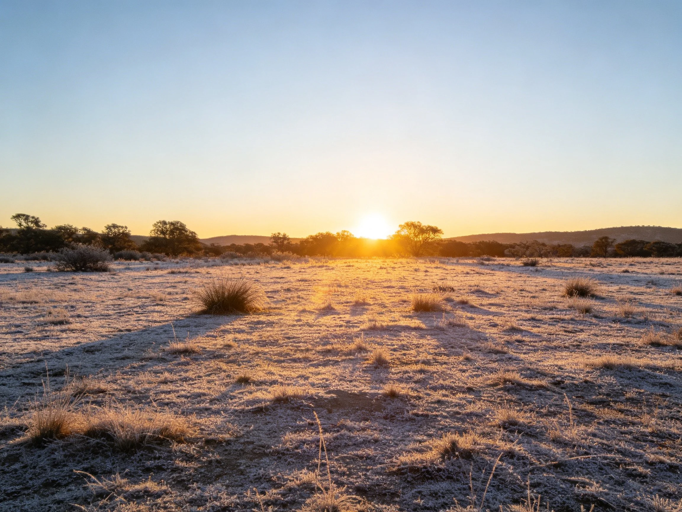 Frost-covered field with golden sunrise and distant trees