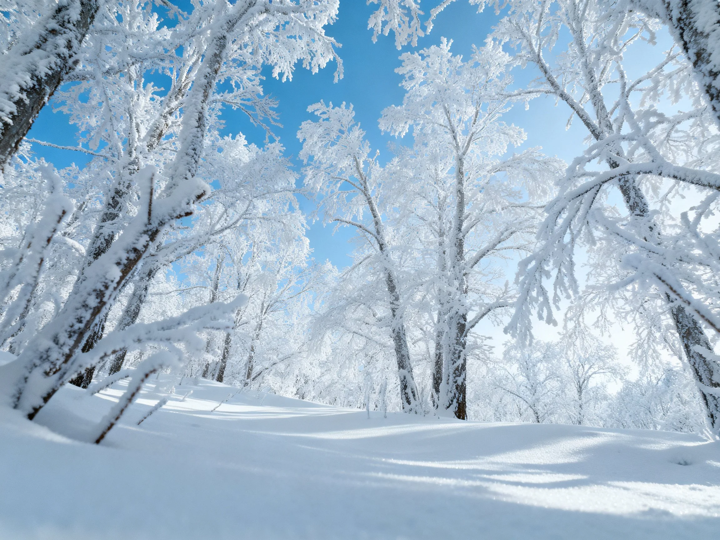 Frost-covered trees tower over a snowy winter landscape with bright blue sky