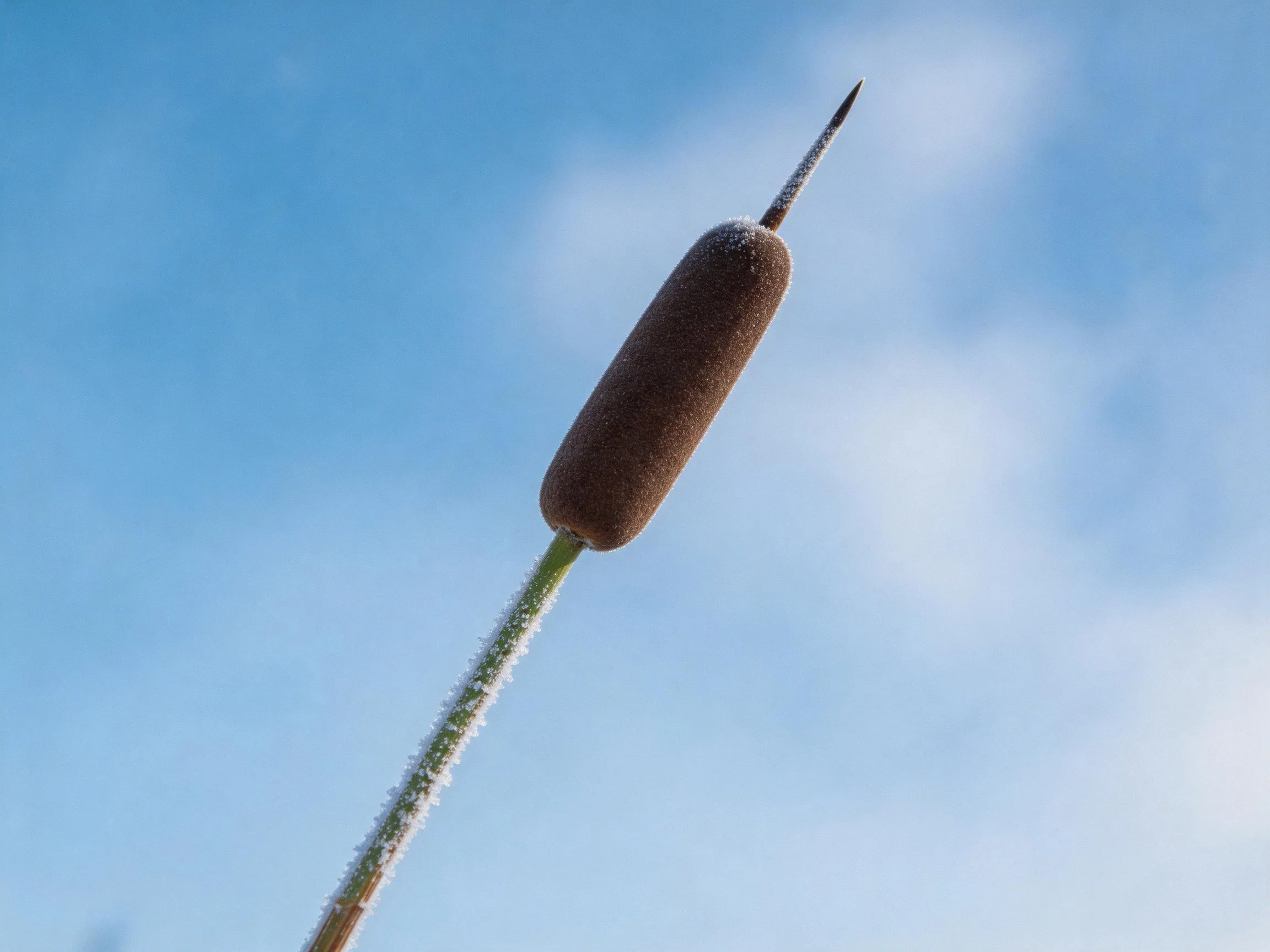 Frost-dusted cattail seed head on green stem against blue sky